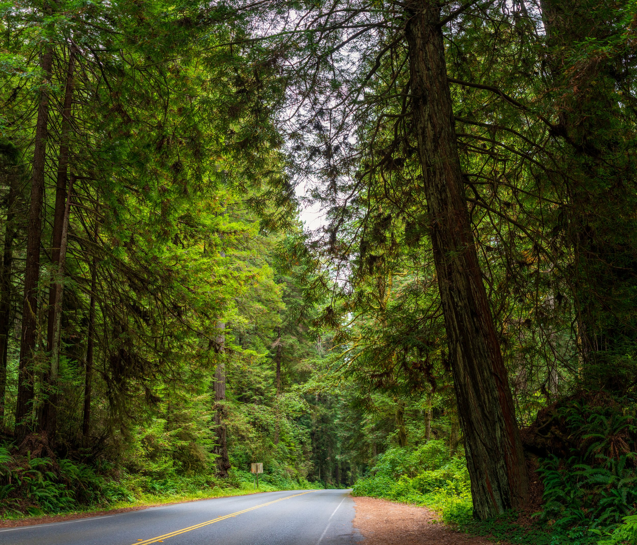 Ca. Redwoods6 by Lar's Photos