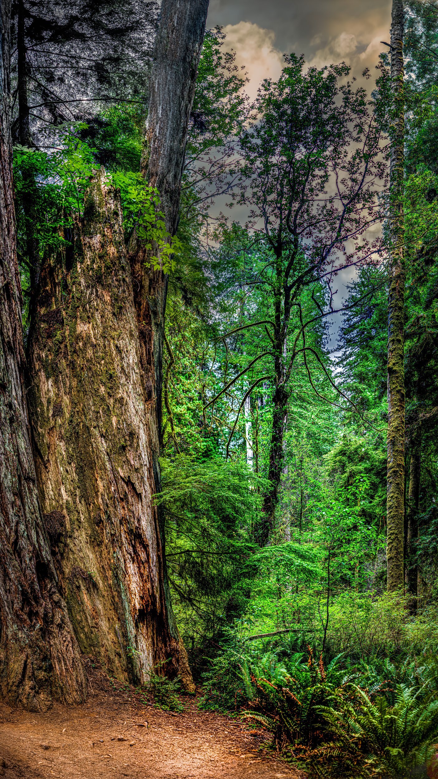 Ca. Redwoods7 by Lar's Photos
