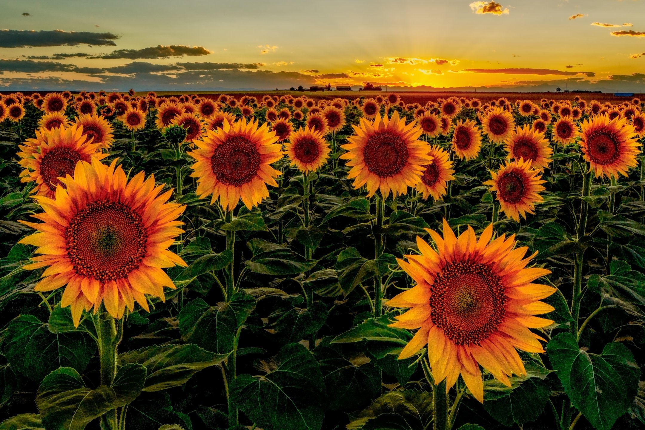 Sunflower Sunset V2 1 Edit by Bob Coorsen Photography