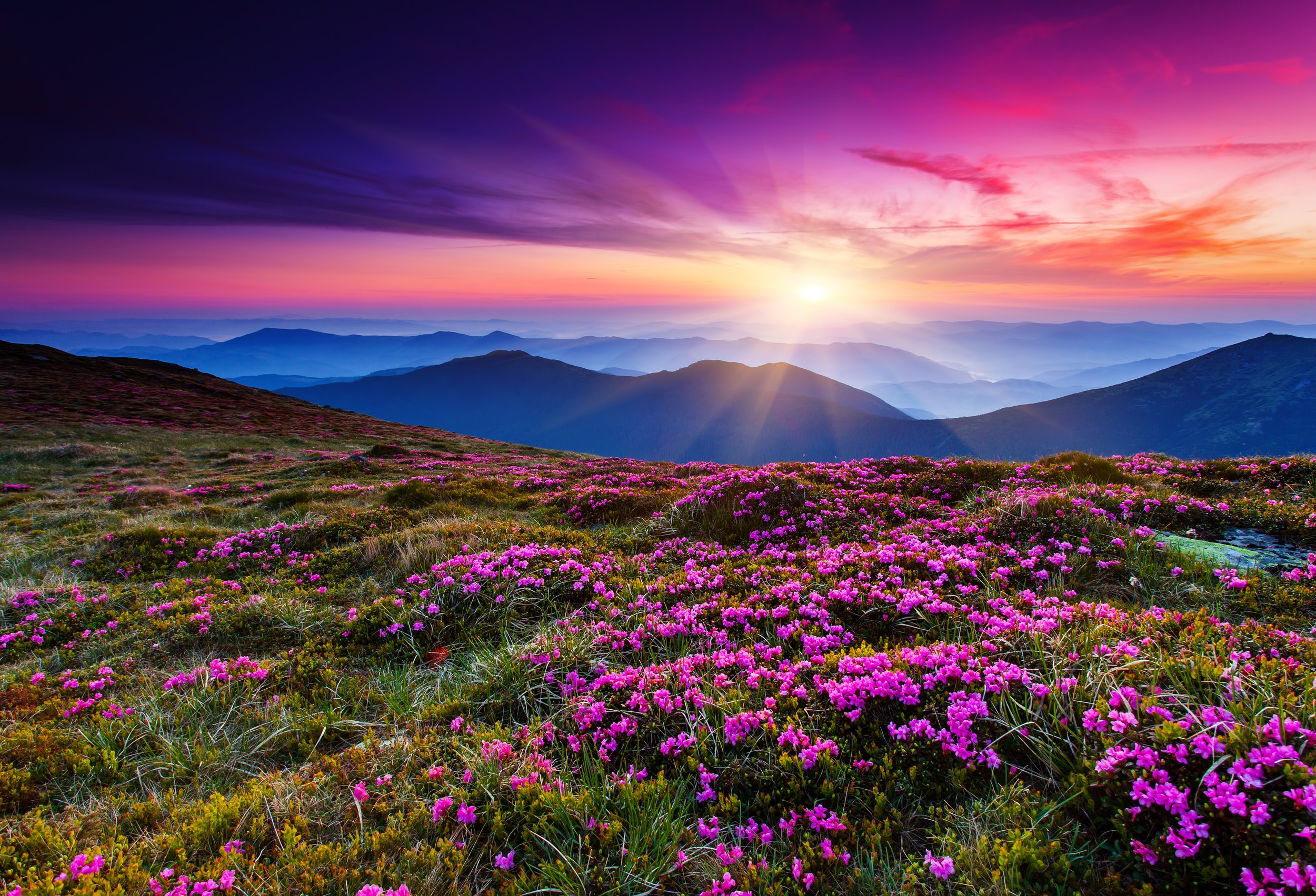 Violets by Utah Print Vault