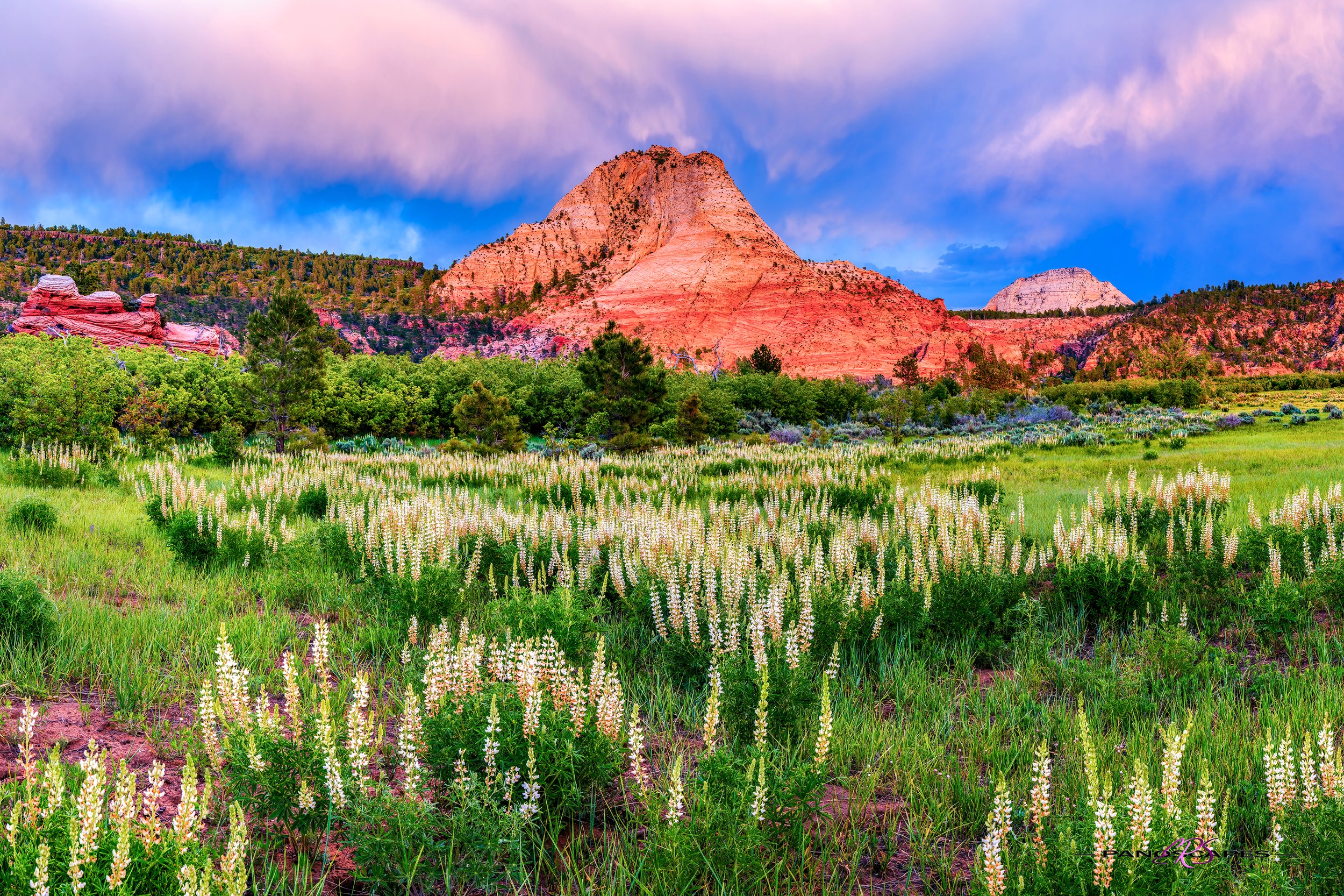 lupines by Edwin R Schottstaedt 