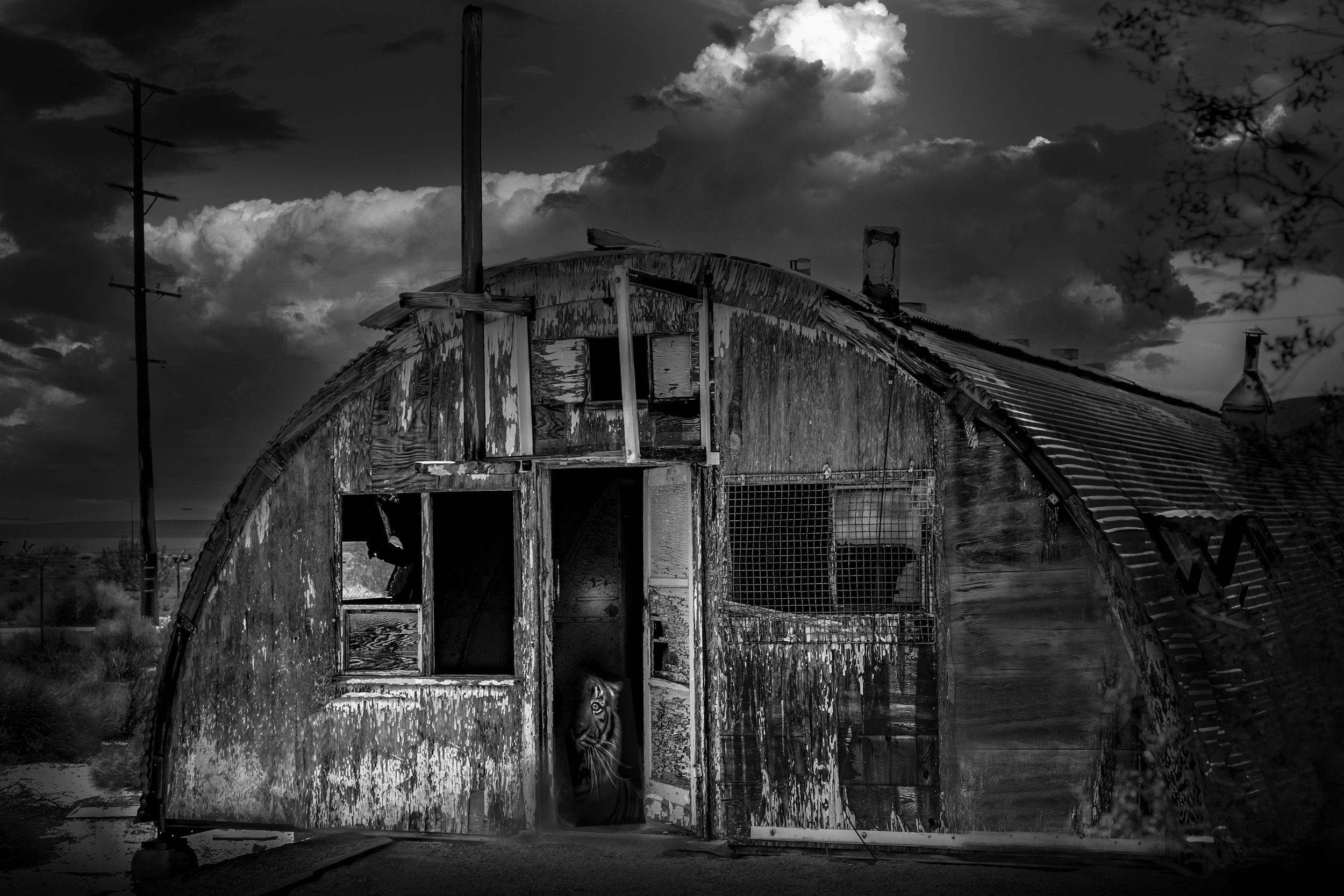 Fine art Quonset hut tiger by Lar's Photos