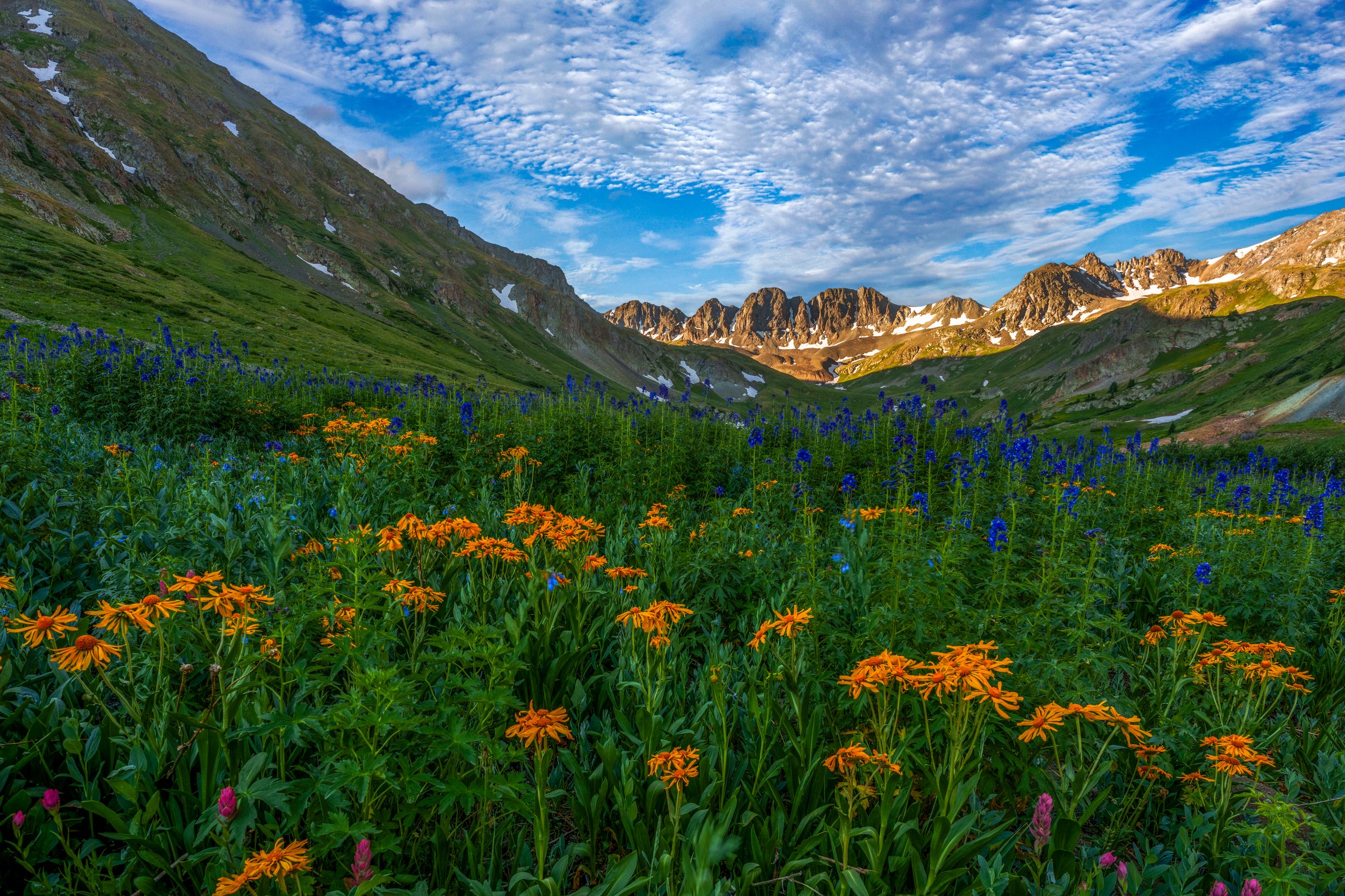 Sneezeweed Heaven 1 by Bob Coorsen Photography