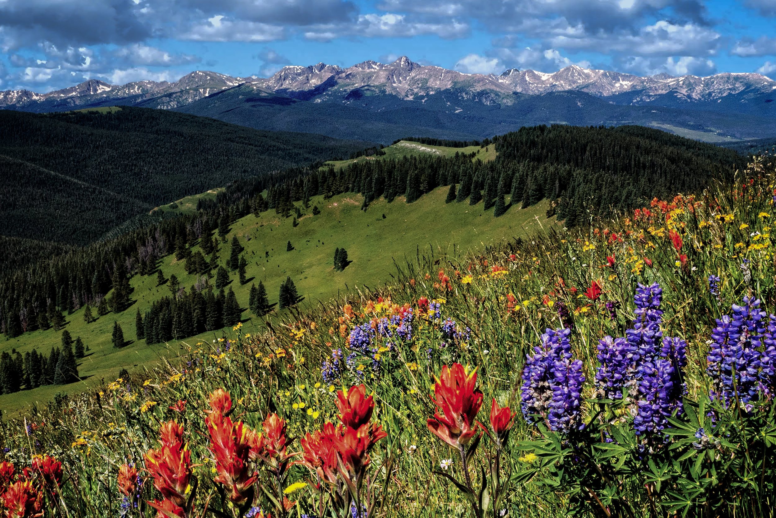 Wild Flower Oasis v2 Edit by Bob Coorsen Photography