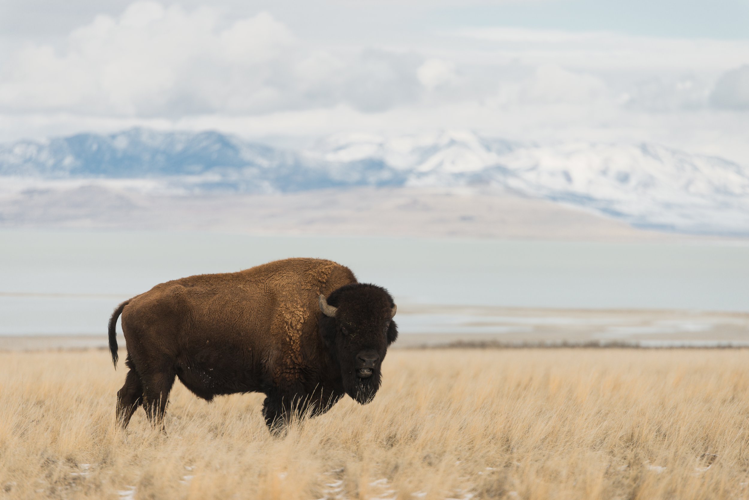 Antelope Island Bison ibn Winter by Clay Cammack Photography