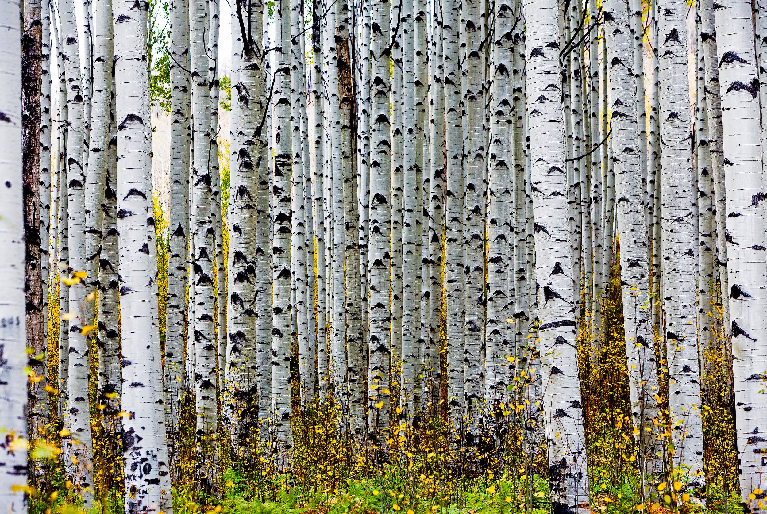 La Aspens by Utah Print Vault