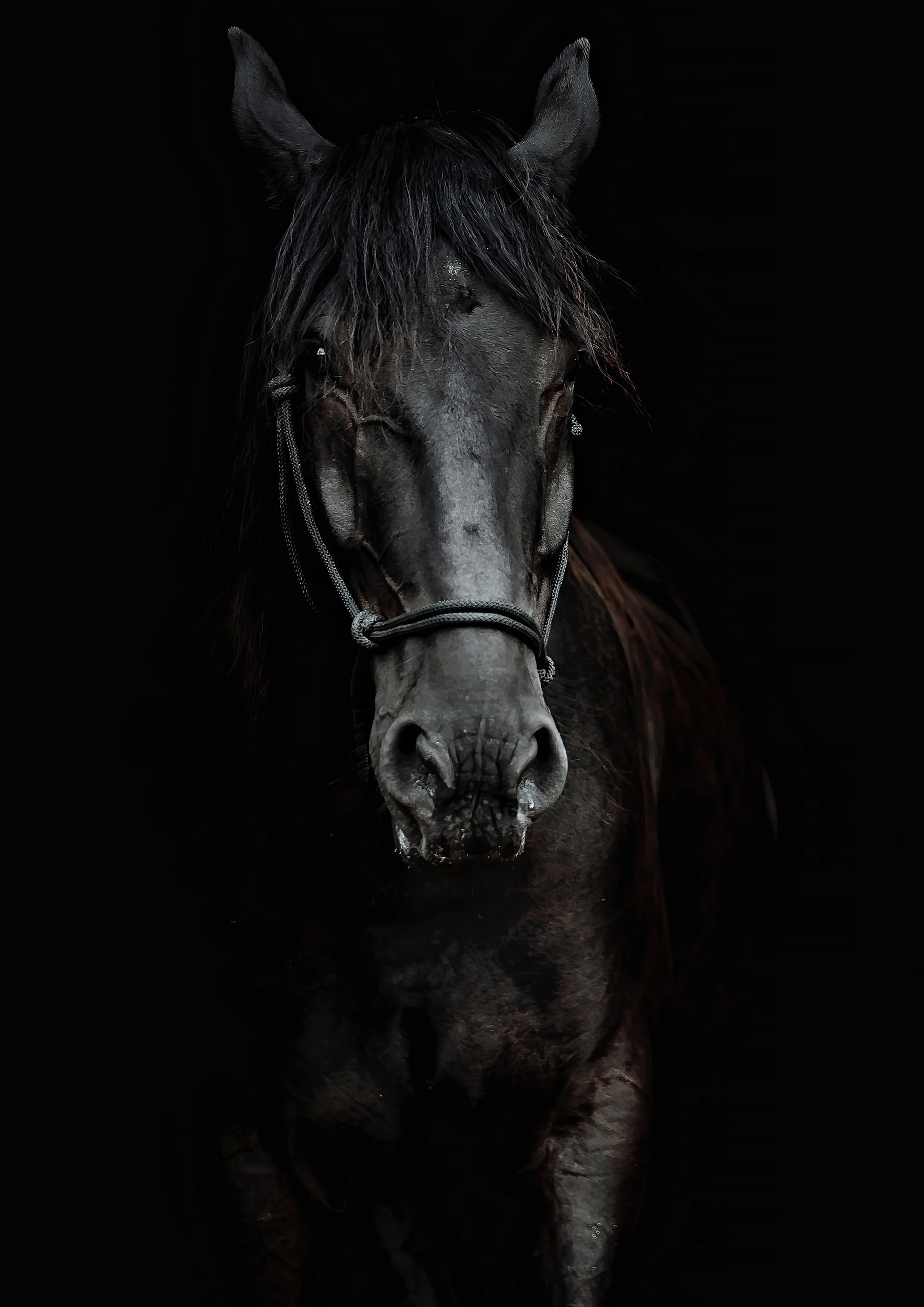 Dark Horse 2 by Utah Print Vault