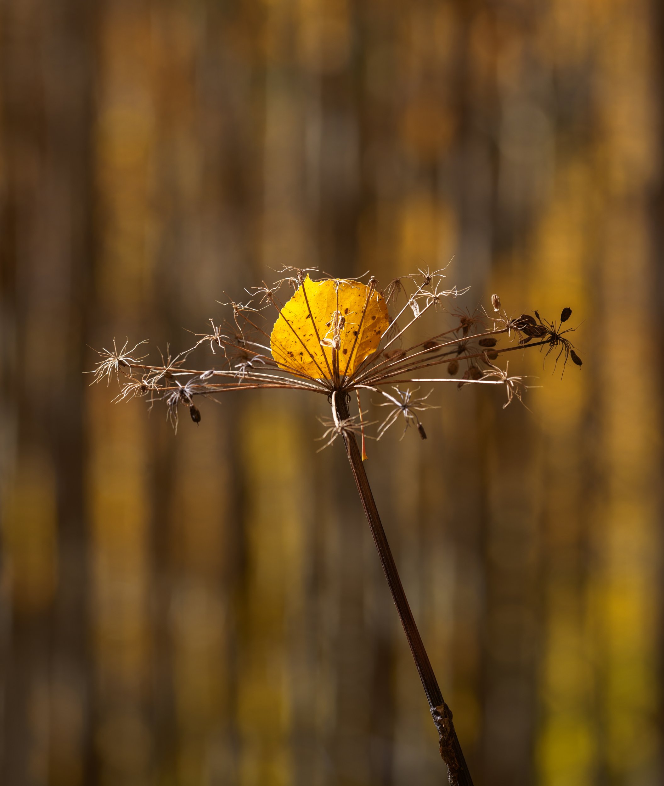 Fall Catch 1 by Bob Coorsen Photography