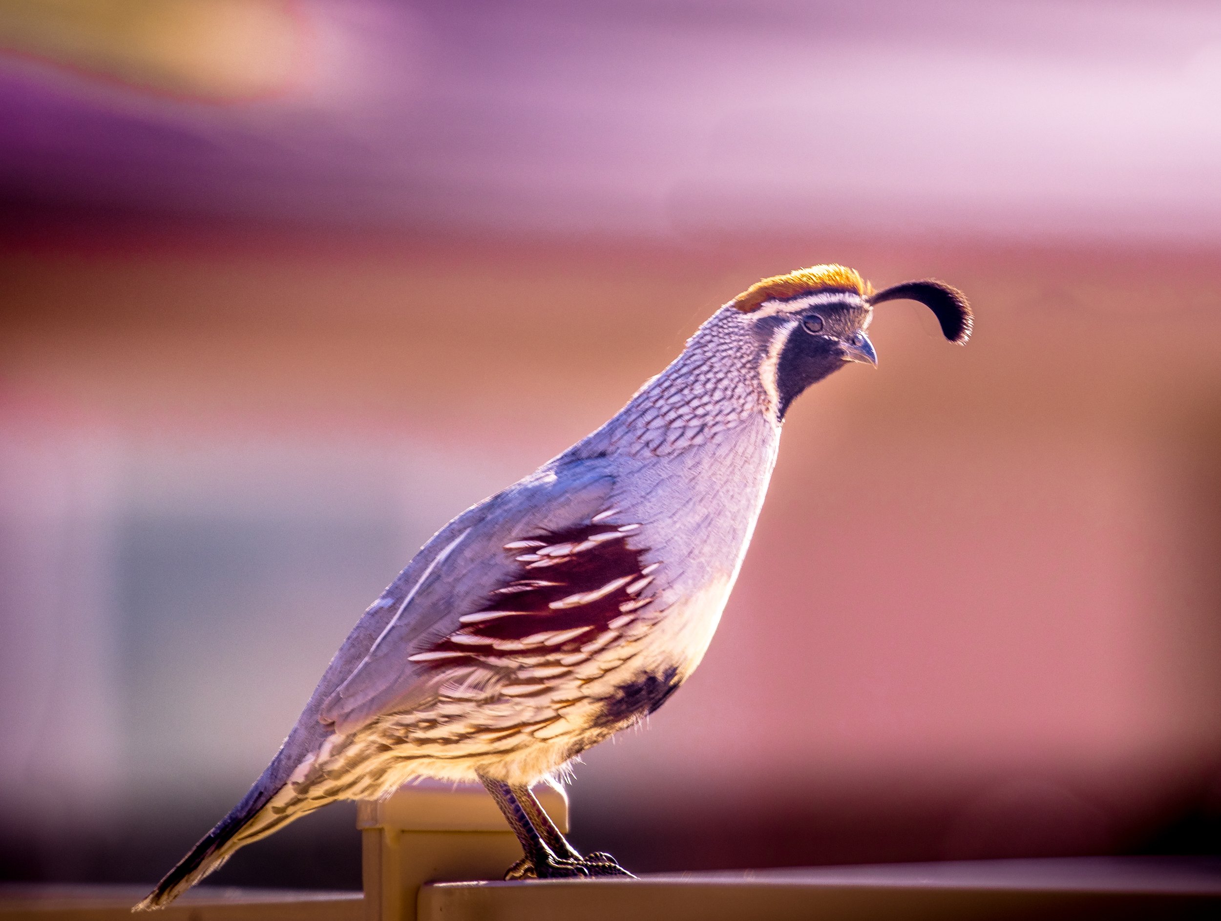 Wildlife Quail 2 by Lar's Photos