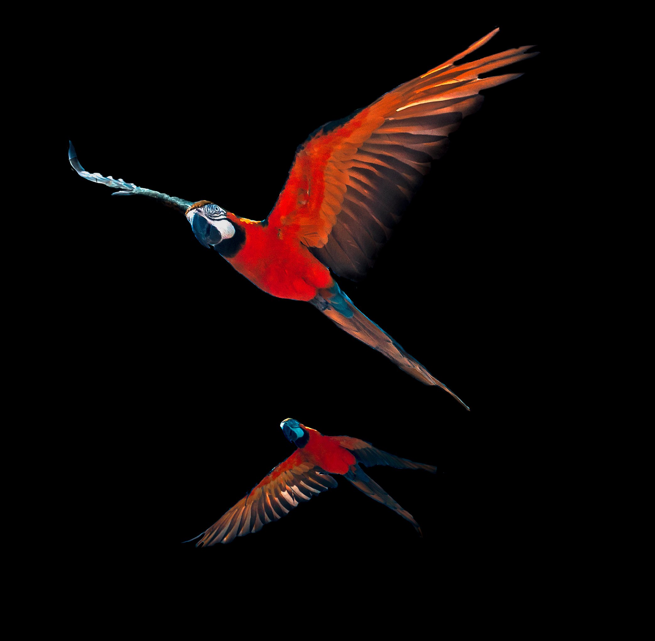 Wildlife Birds 2 by Lar's Photos