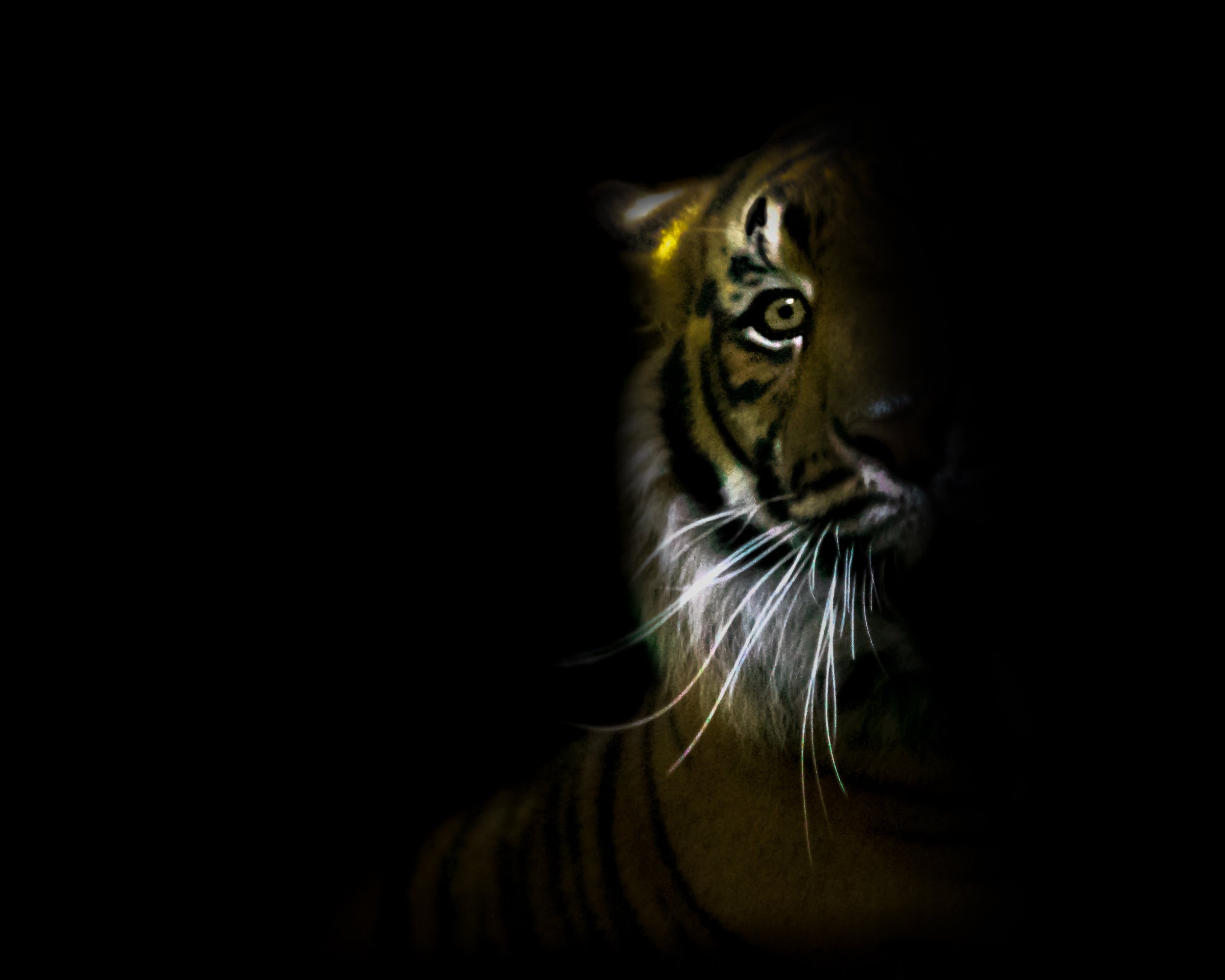 Wildlife Tiger half by Lar's Photos