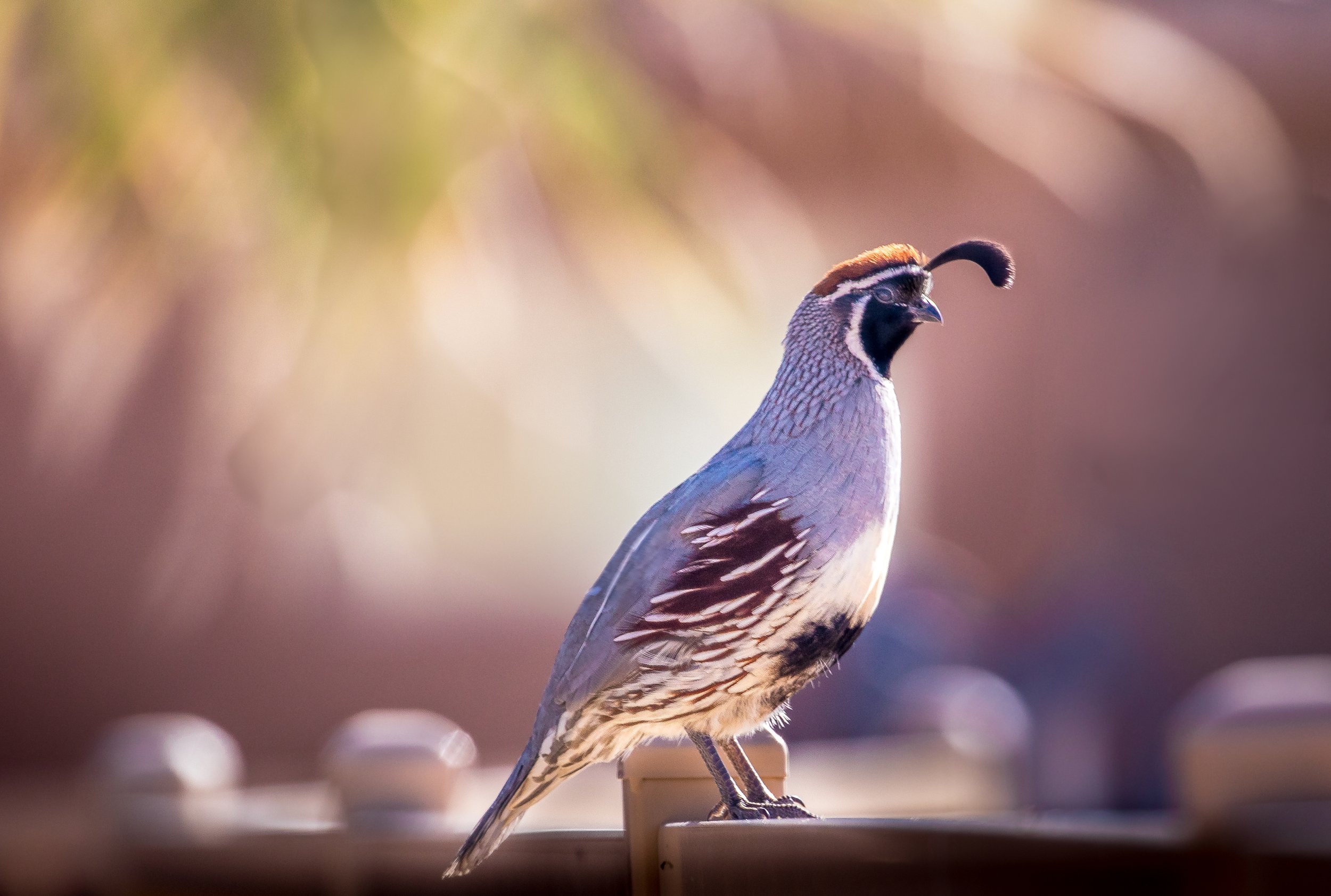 Wildlife Quail 1 by Lar's Photos