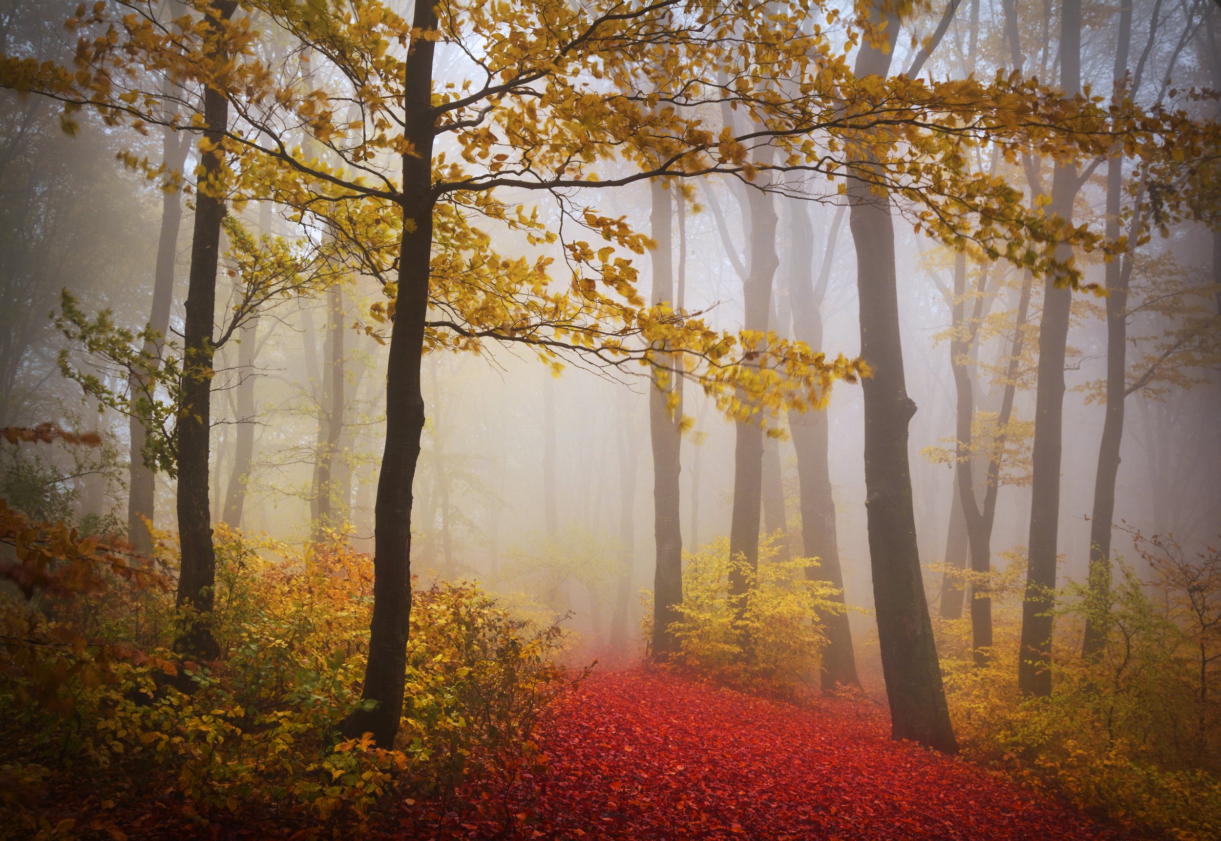 Red Path by Utah Print Vault