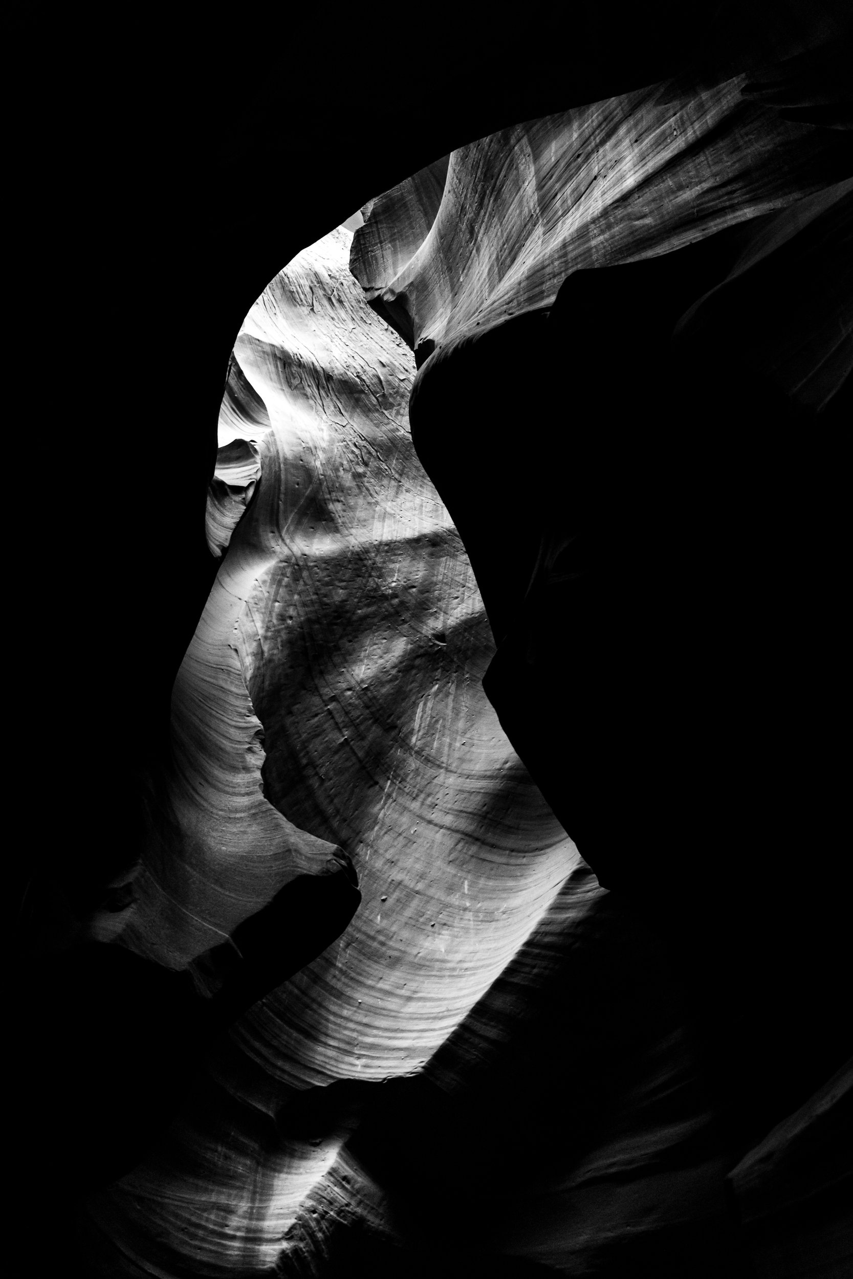 Elephant by Stacy Cox Photography