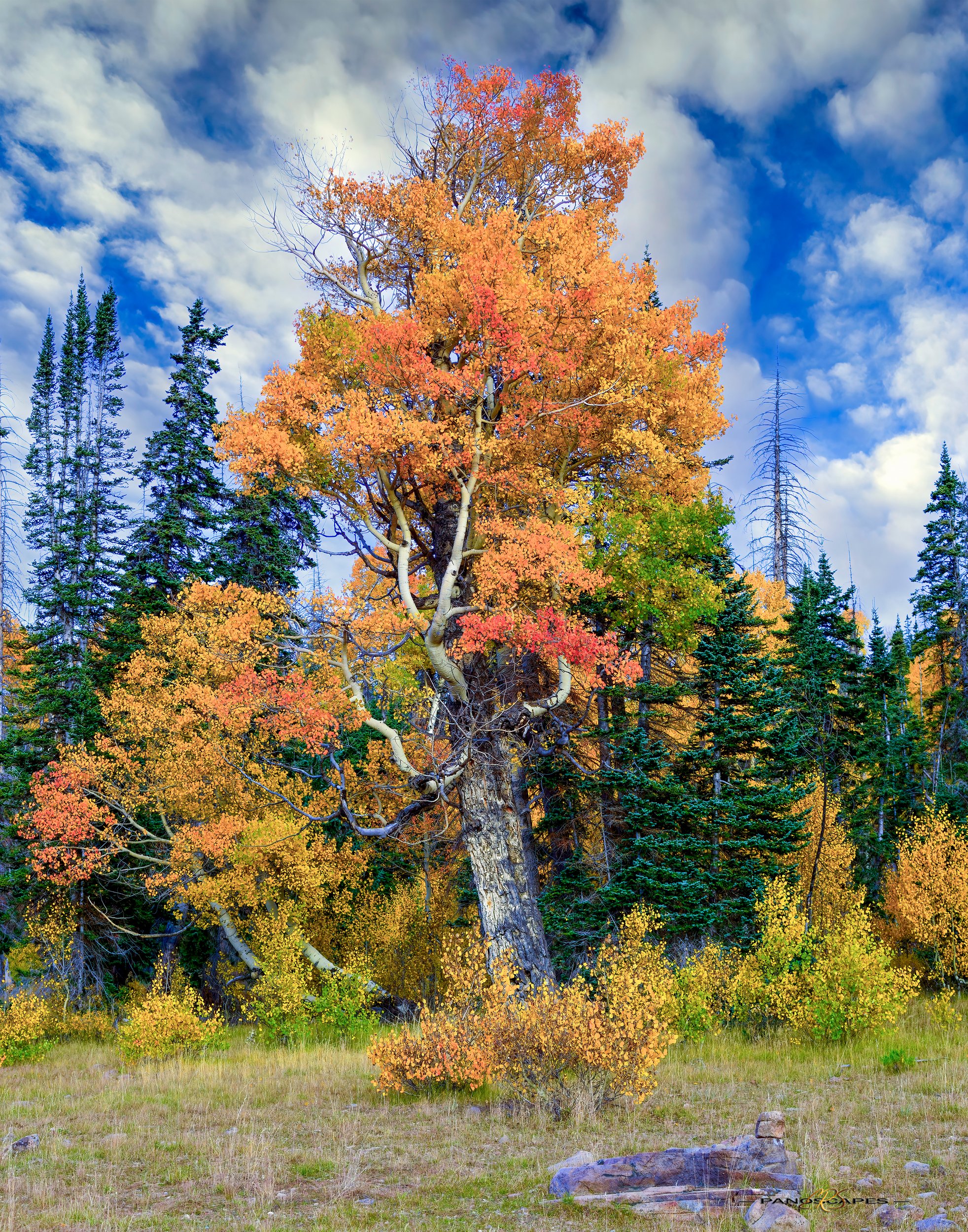 Old Man Aspen by Edwin R Schottstaedt 