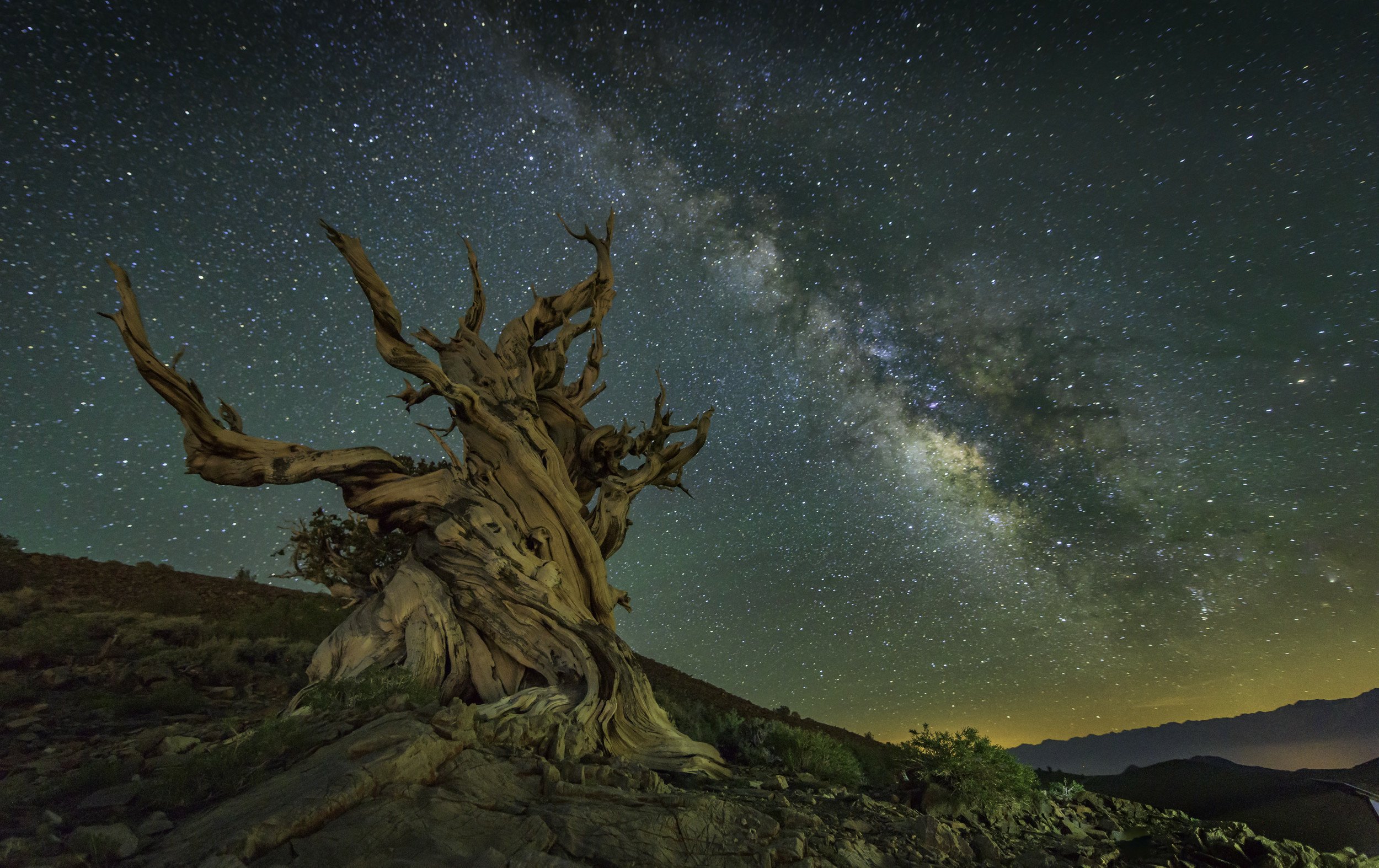 bristlecone pine by Utah Print Vault