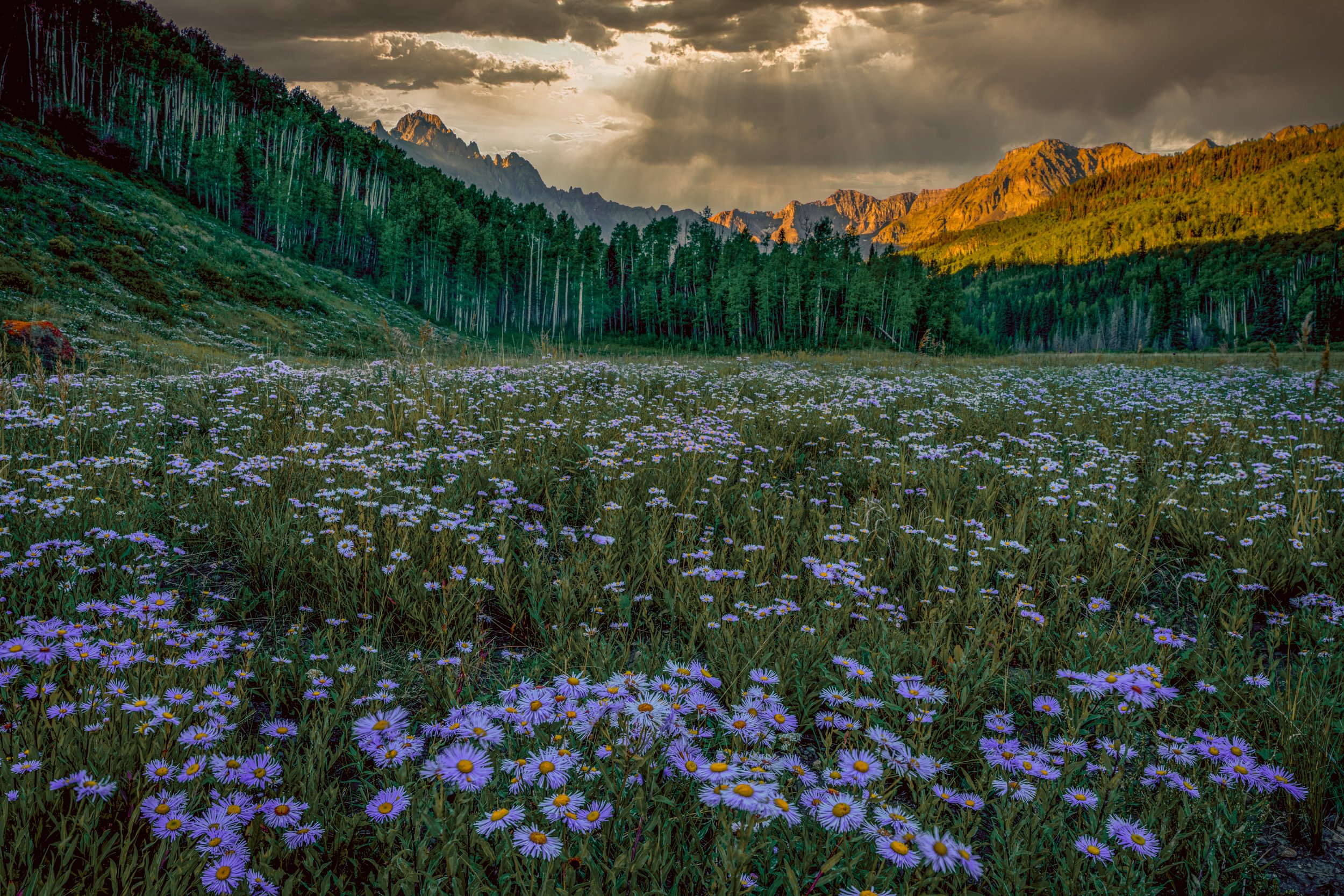 Aster Valley Dream by Bob Coorsen Photography