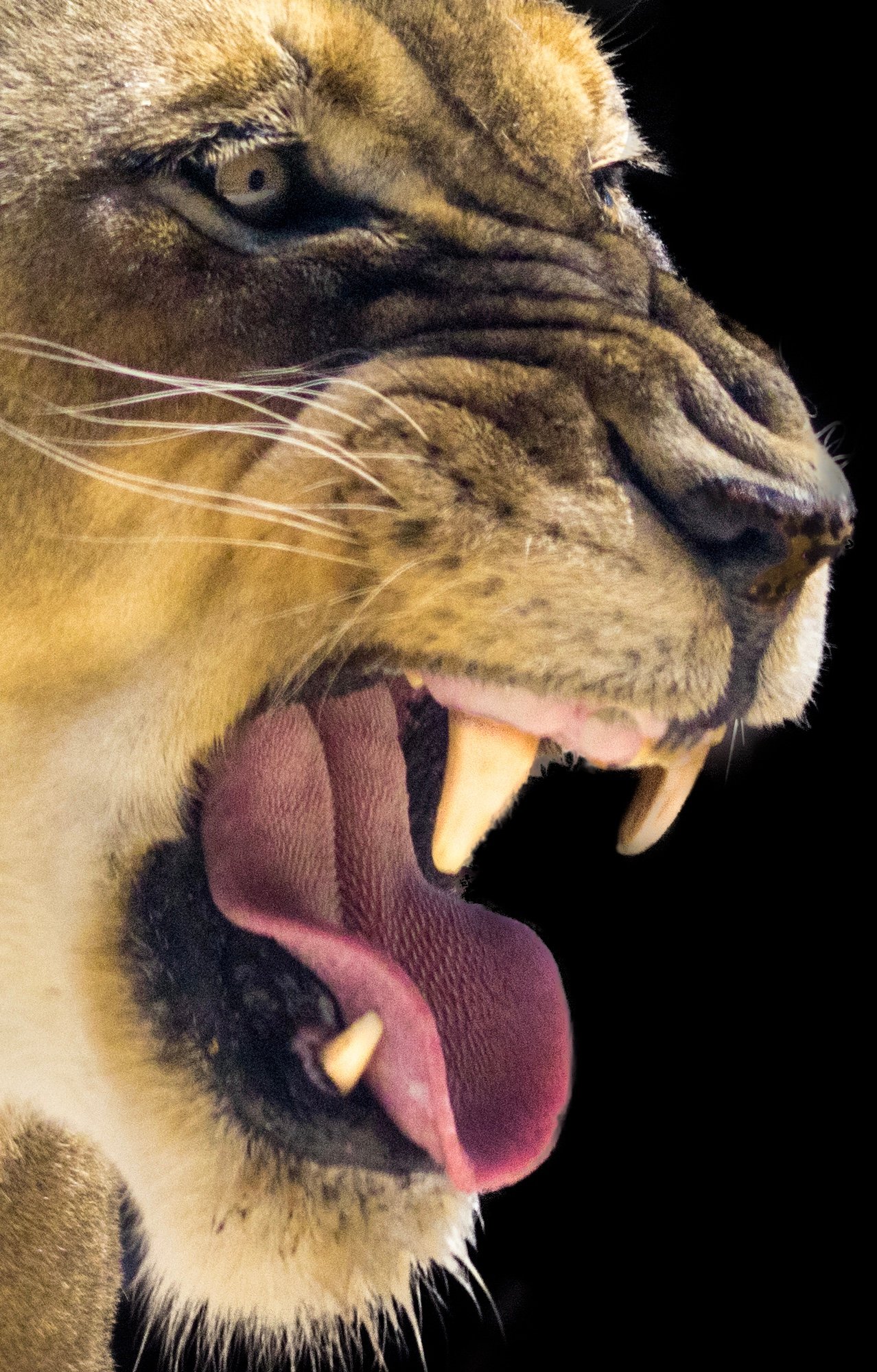 Wildlife lion by Lar's Photos