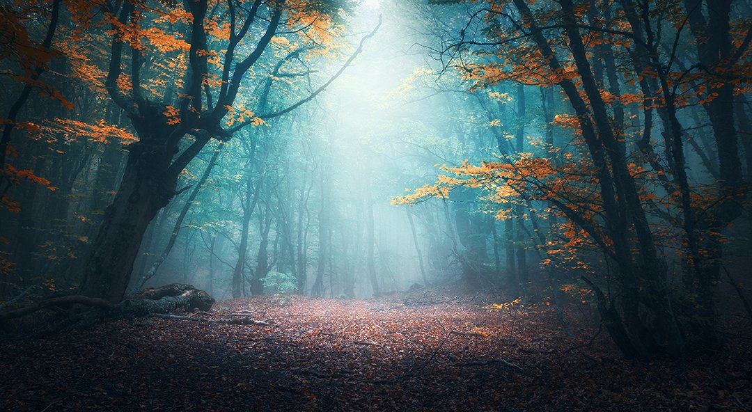Mystic Woods by Utah Print Vault