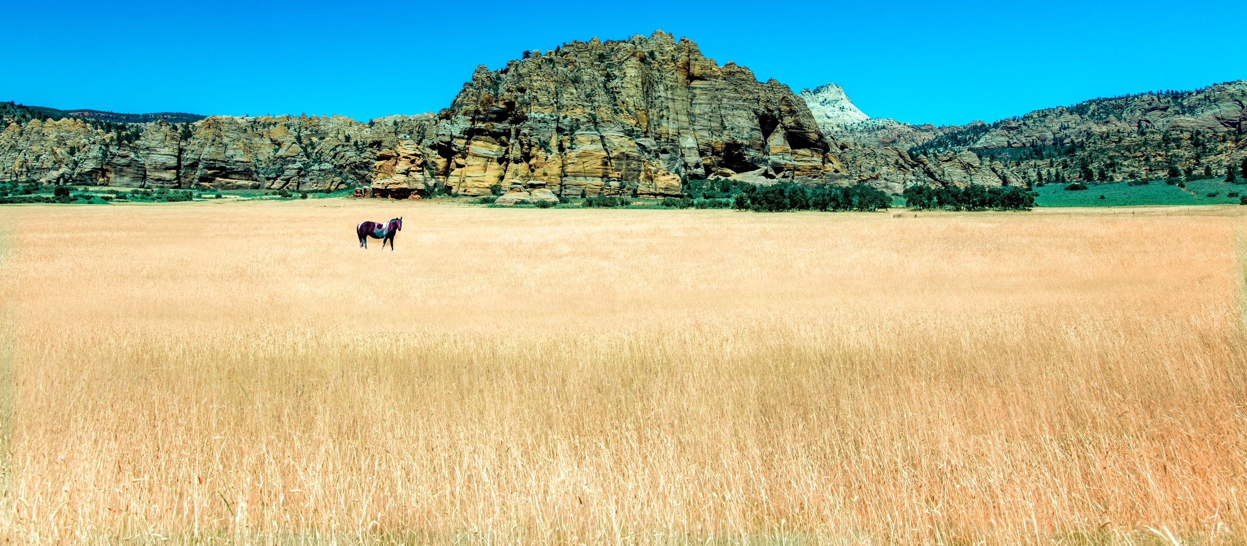 Zion10 horse by Lar's Photos