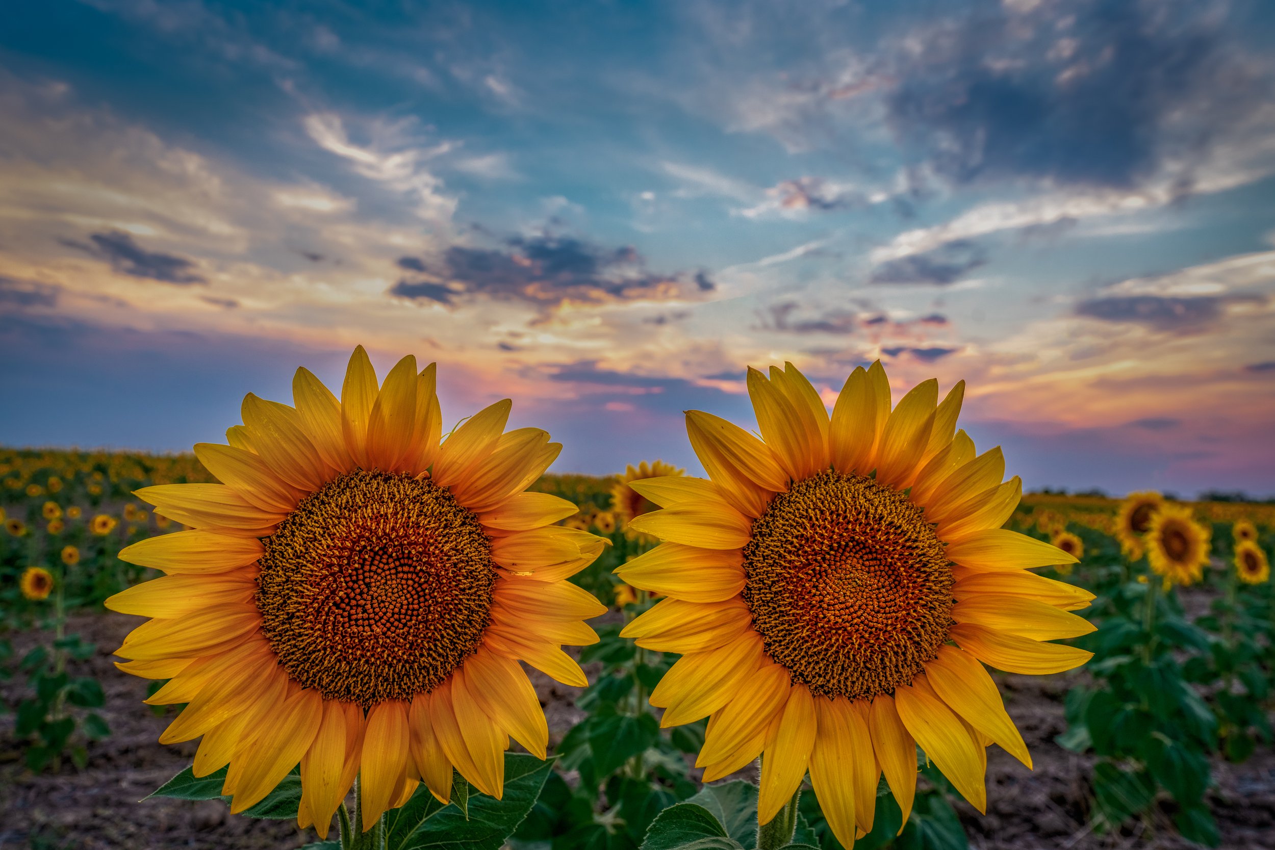 Sunflower Eyes 1 by Bob Coorsen Photography