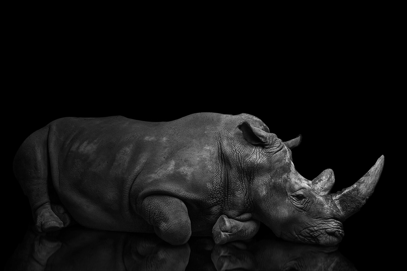 Rhinooo by Utah Print Vault