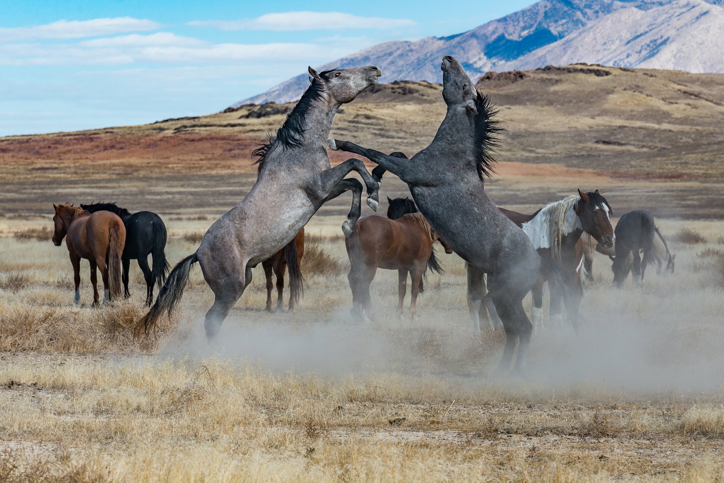 Battle for Dominance*This image looks best as a matte fine art paper print by Clay Cammack Photography