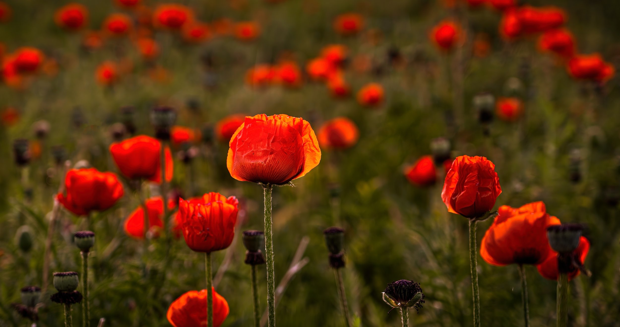 Poppy Field of Dreams 1 Edit Edit by Bob Coorsen Photography