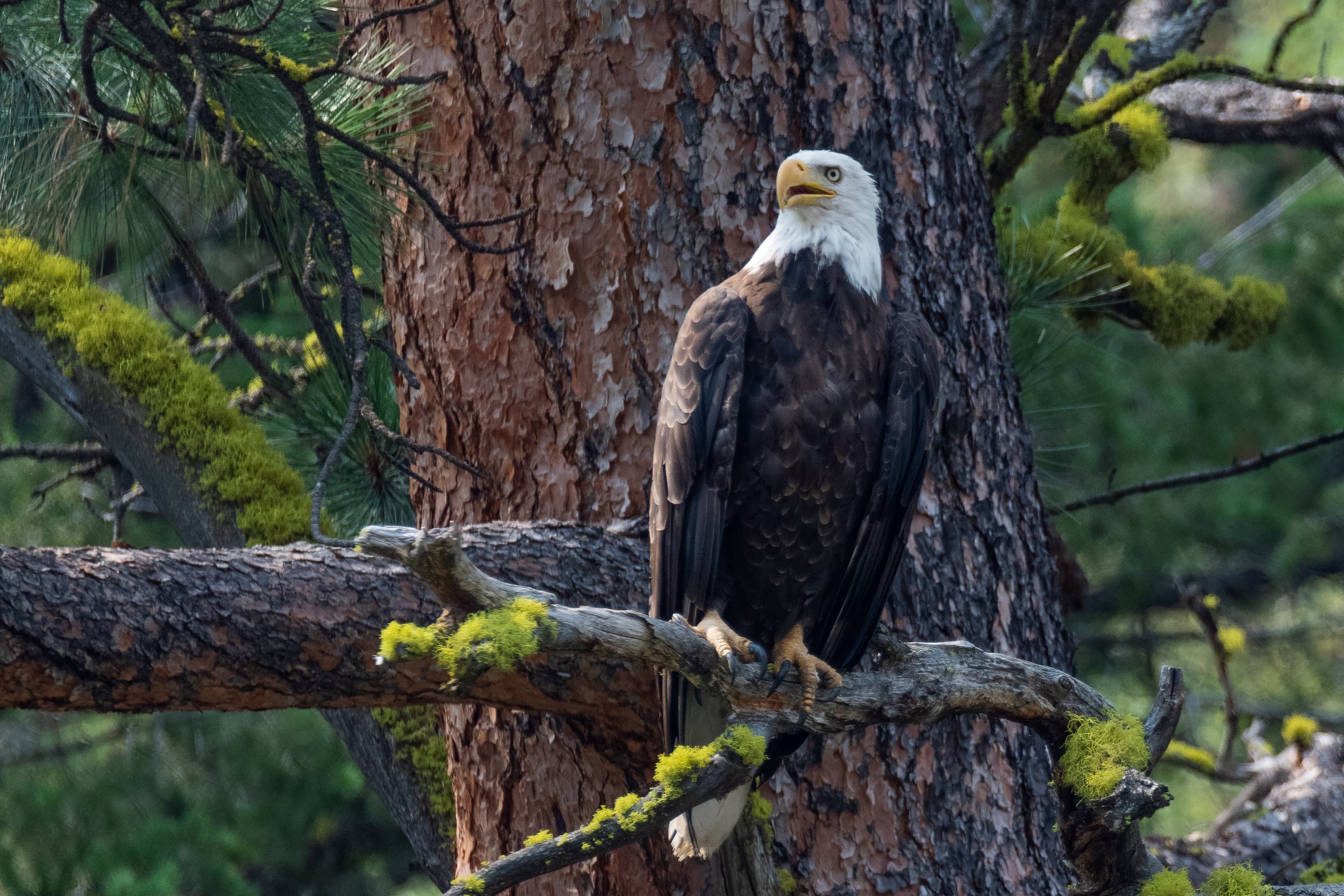 Bald Eagle Over the Salmon River by Clay Cammack Photography