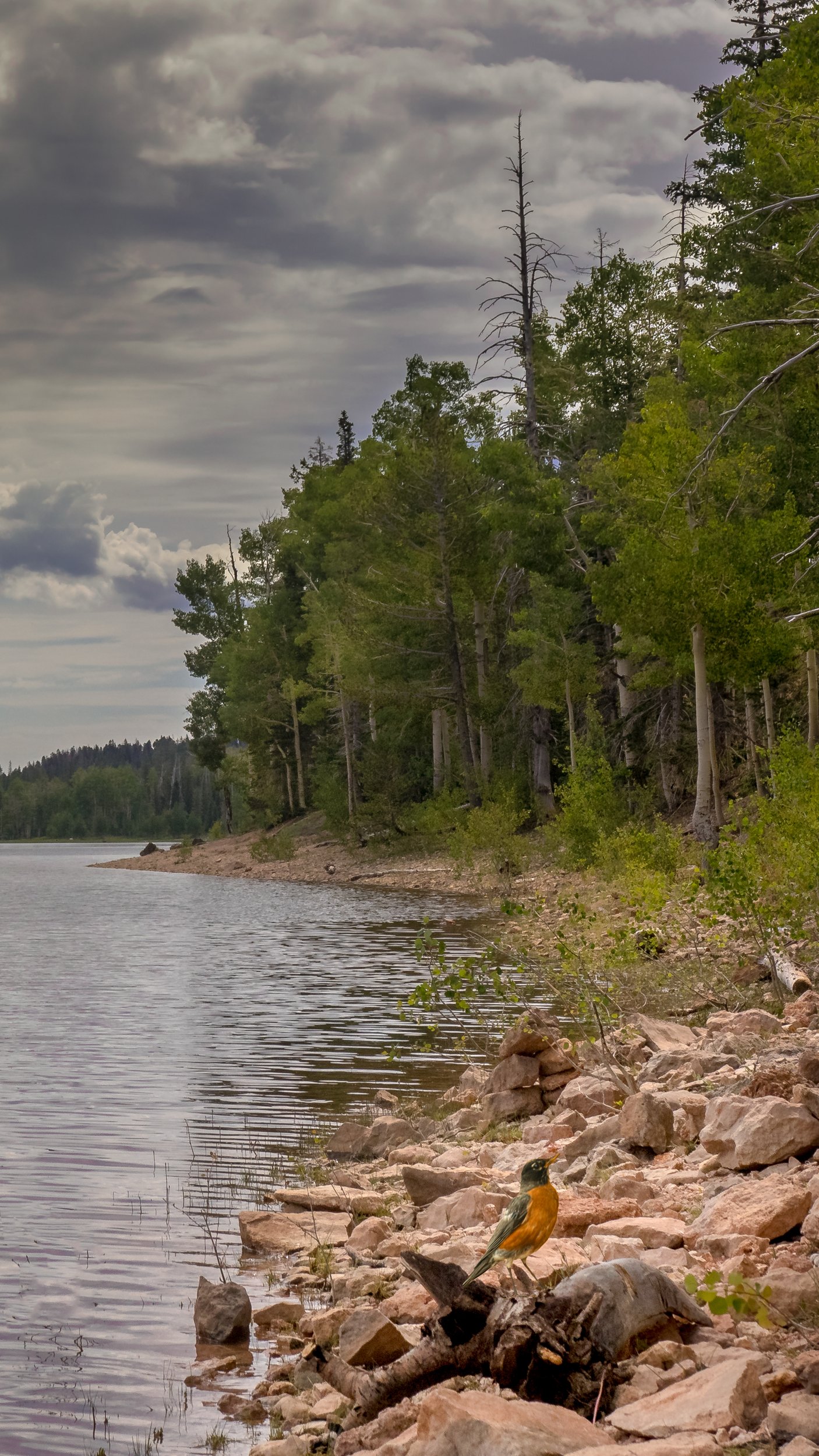 Wildlife shore bird Utah  by Lar's Photos