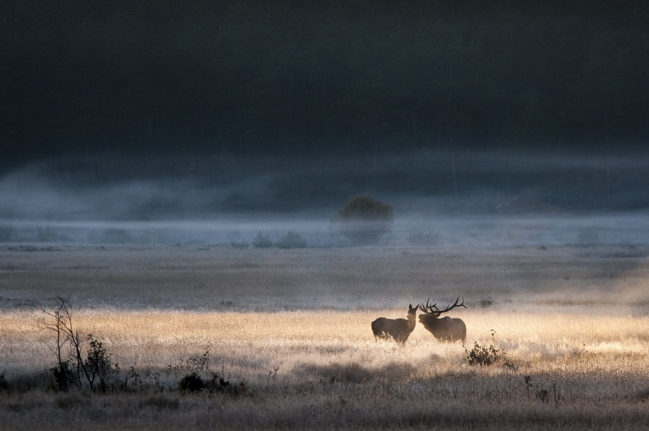 By Her Side by Utah Print Vault