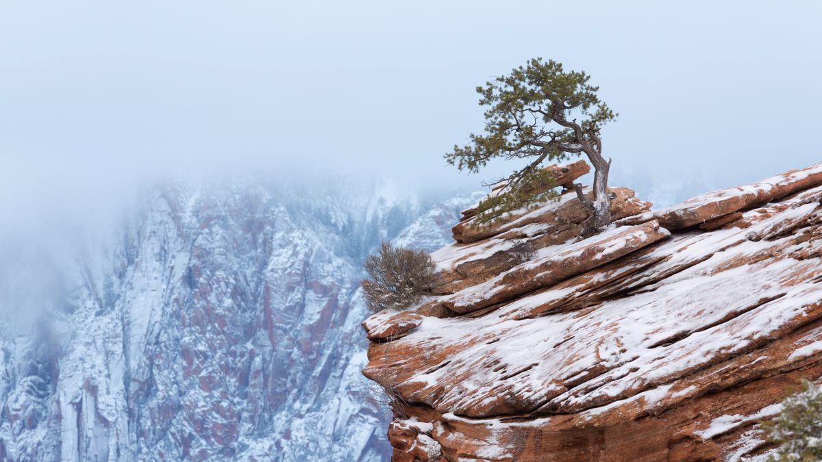 Lone Tree