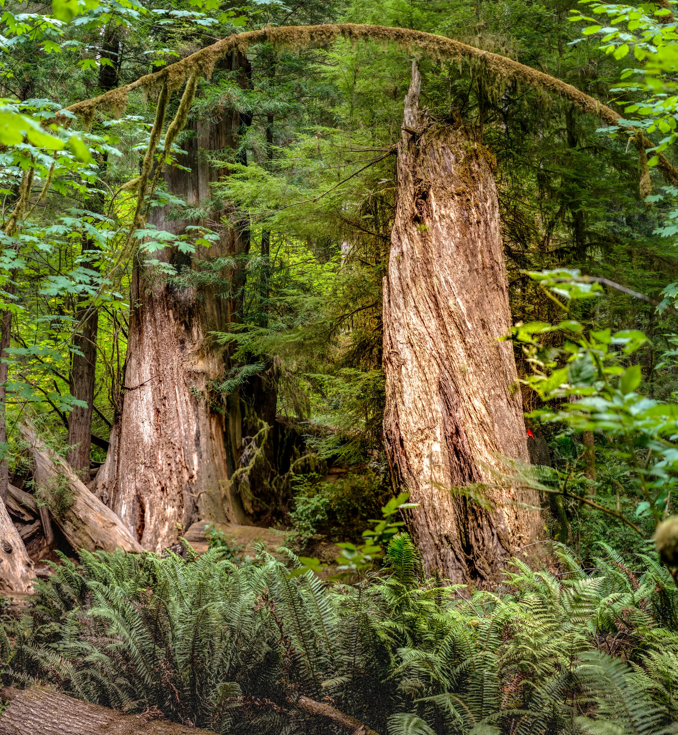 Ca. Redwoods4 by Lar's Photos