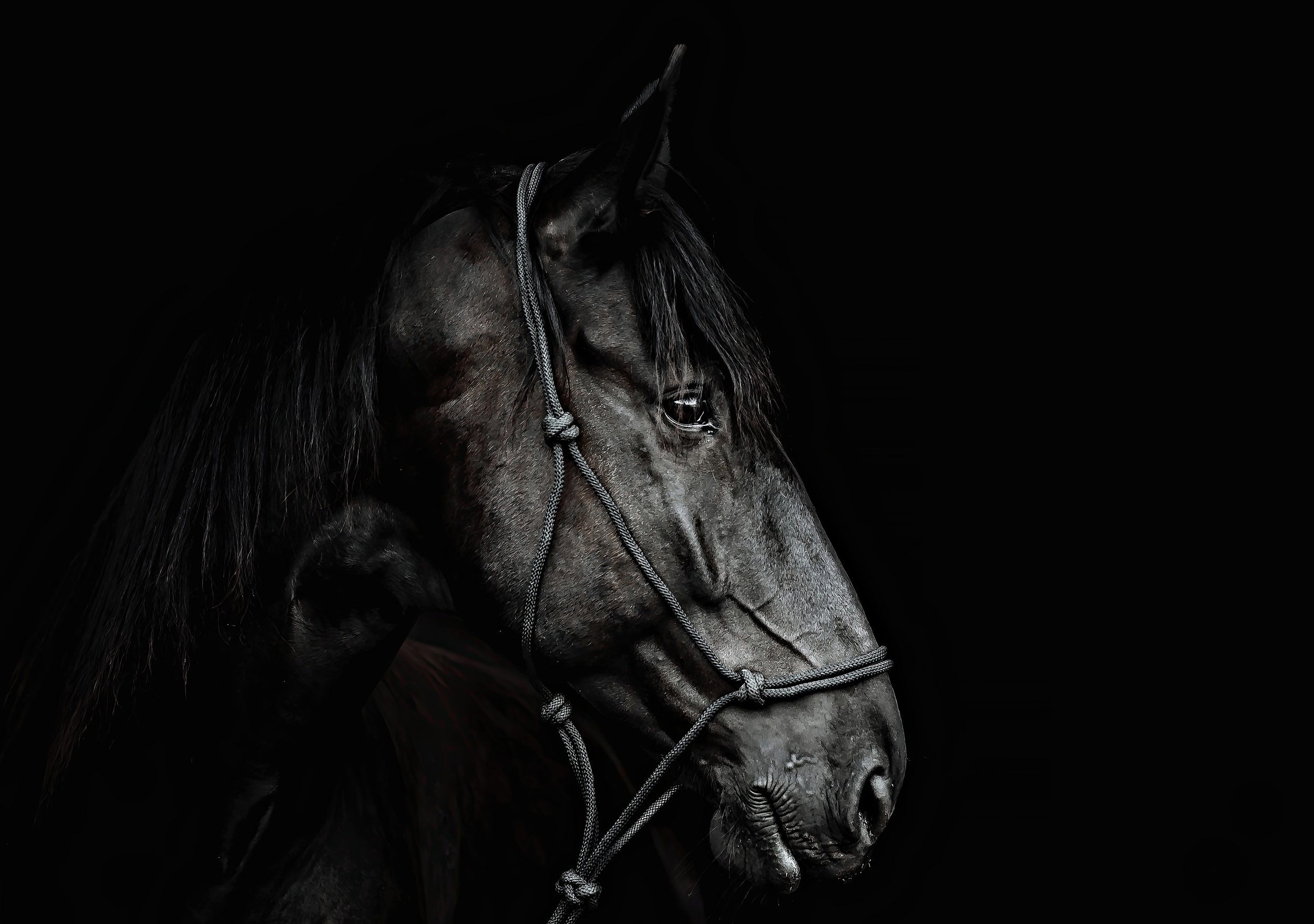 Dark Horse by Utah Print Vault