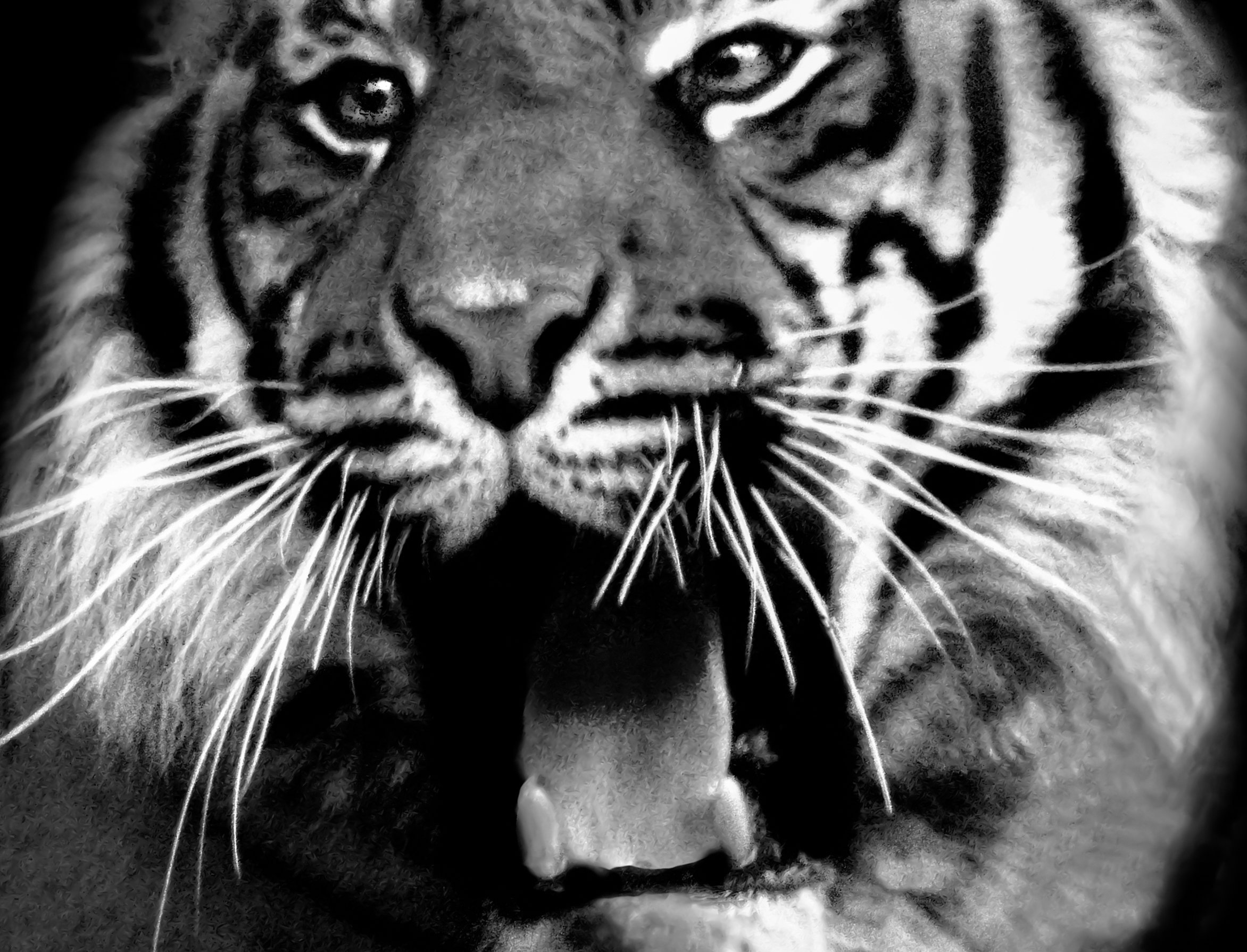 Wildlife Tiger B&W by Lar's Photos