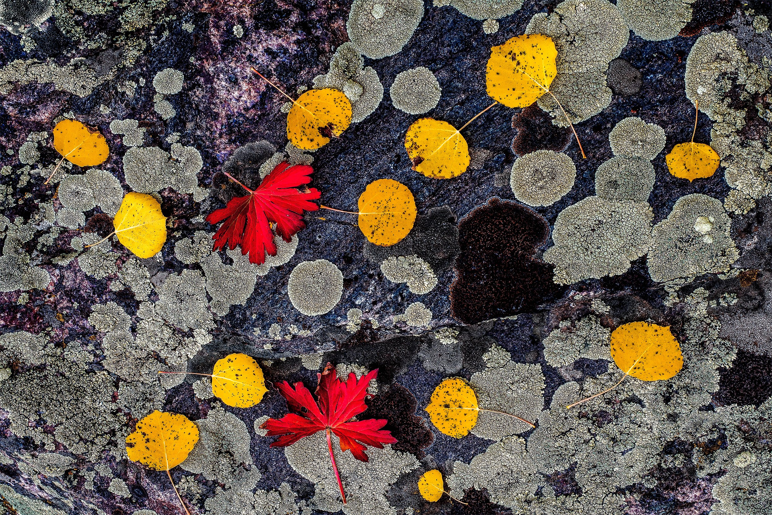 Lichen Leaves 35 by Bob Coorsen Photography