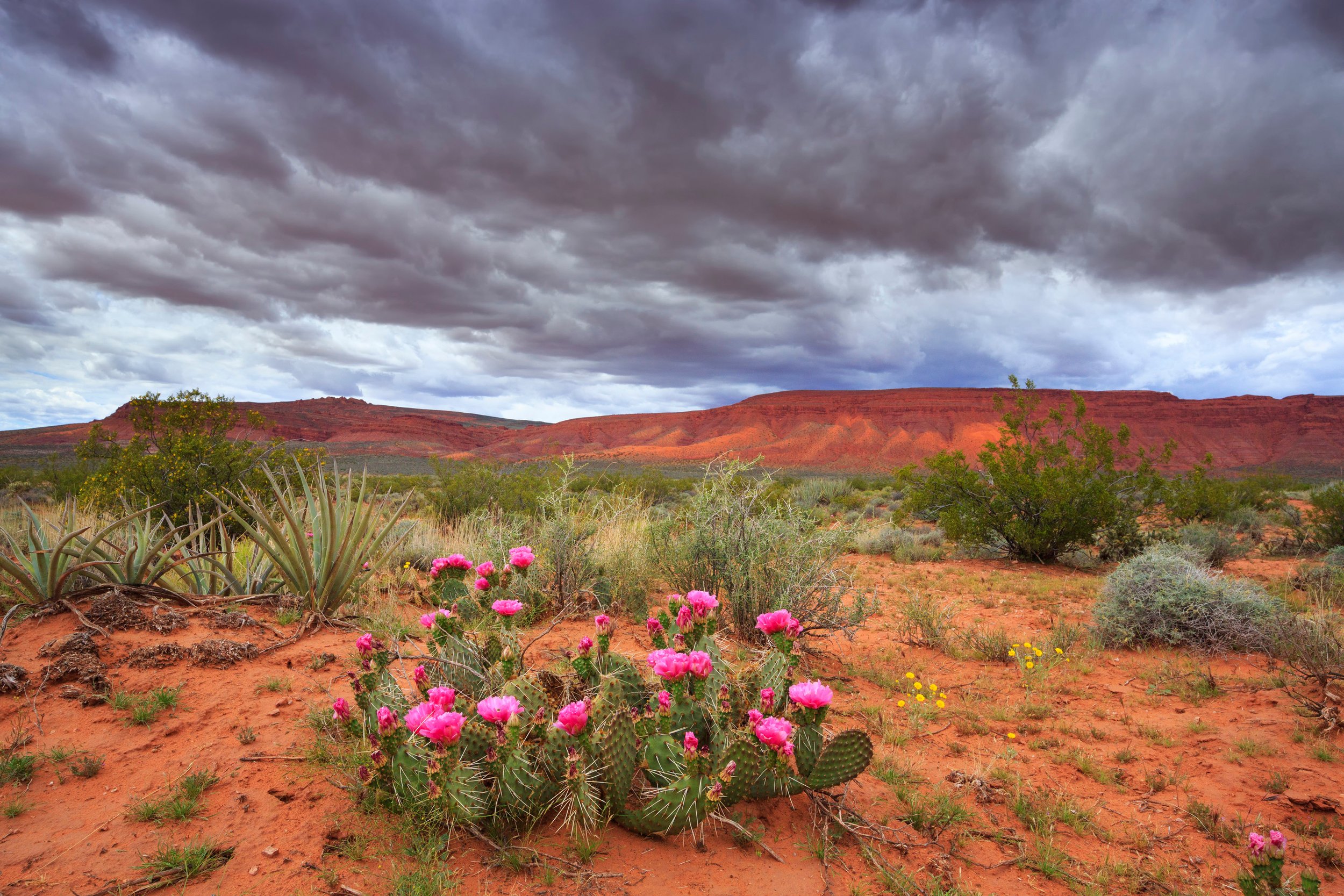 CACTUS BLOOM  by Utah Print Vault