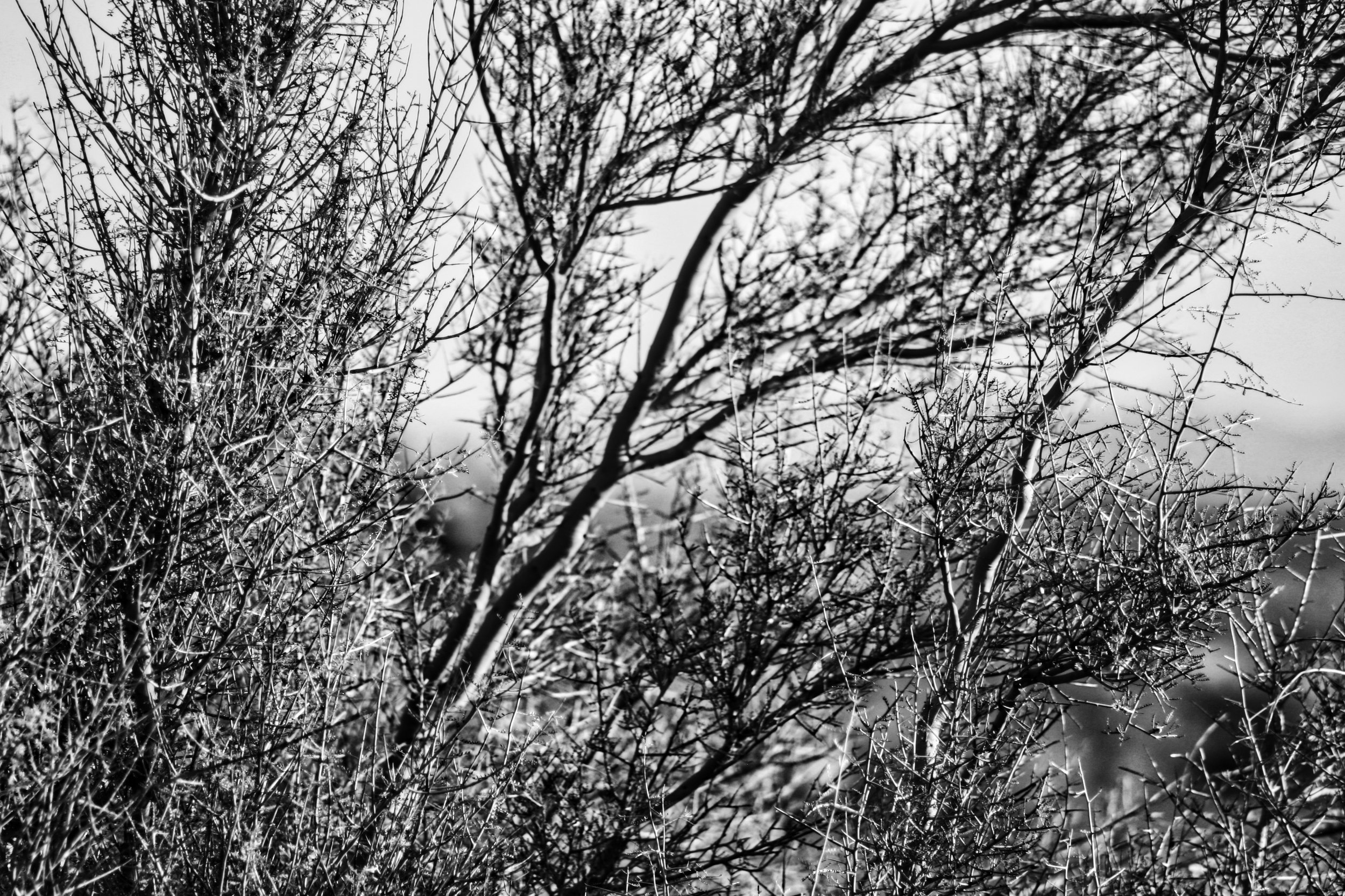 Arizona Desert Textures by Taylor Ehat Photography