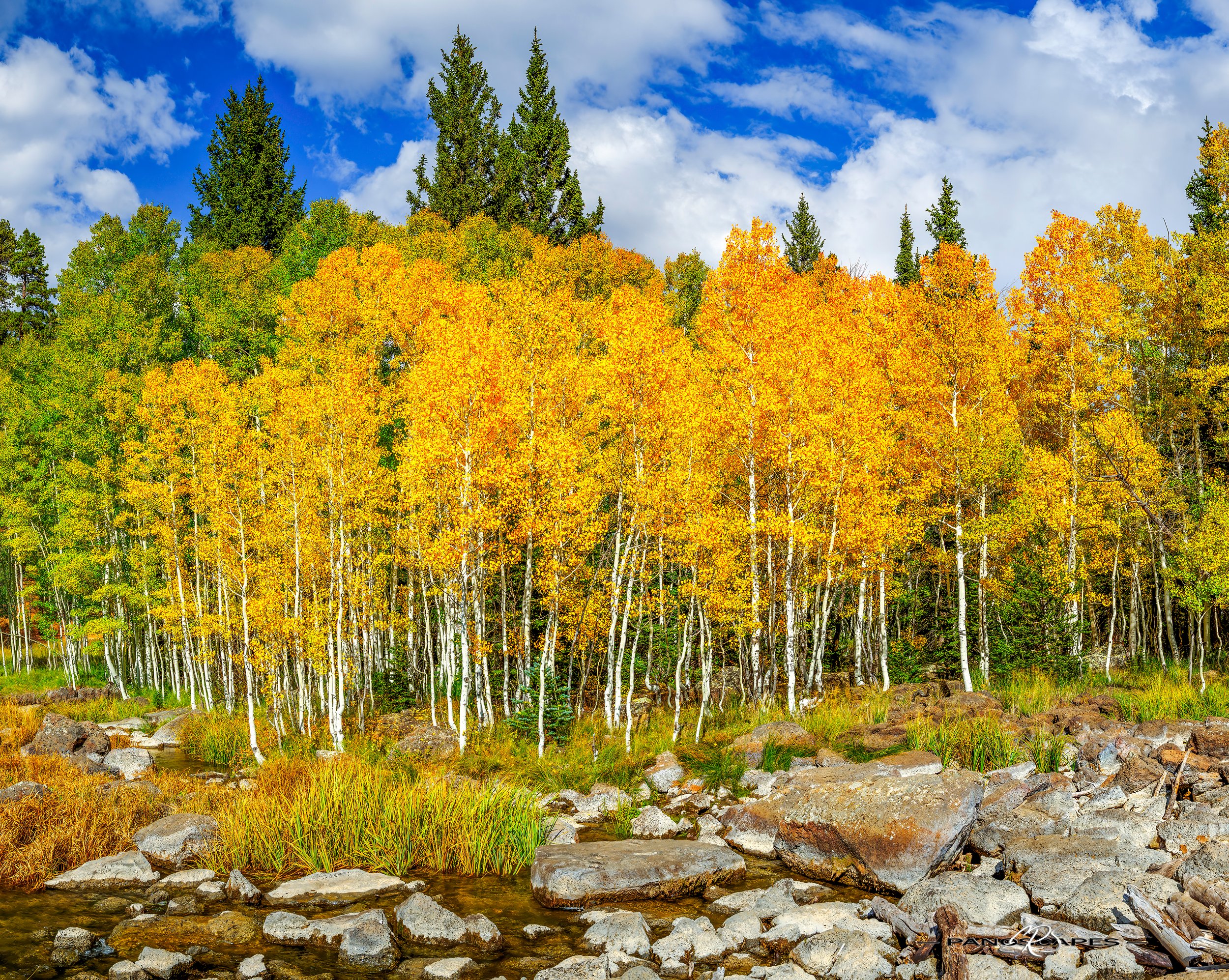 fall by Edwin R Schottstaedt 