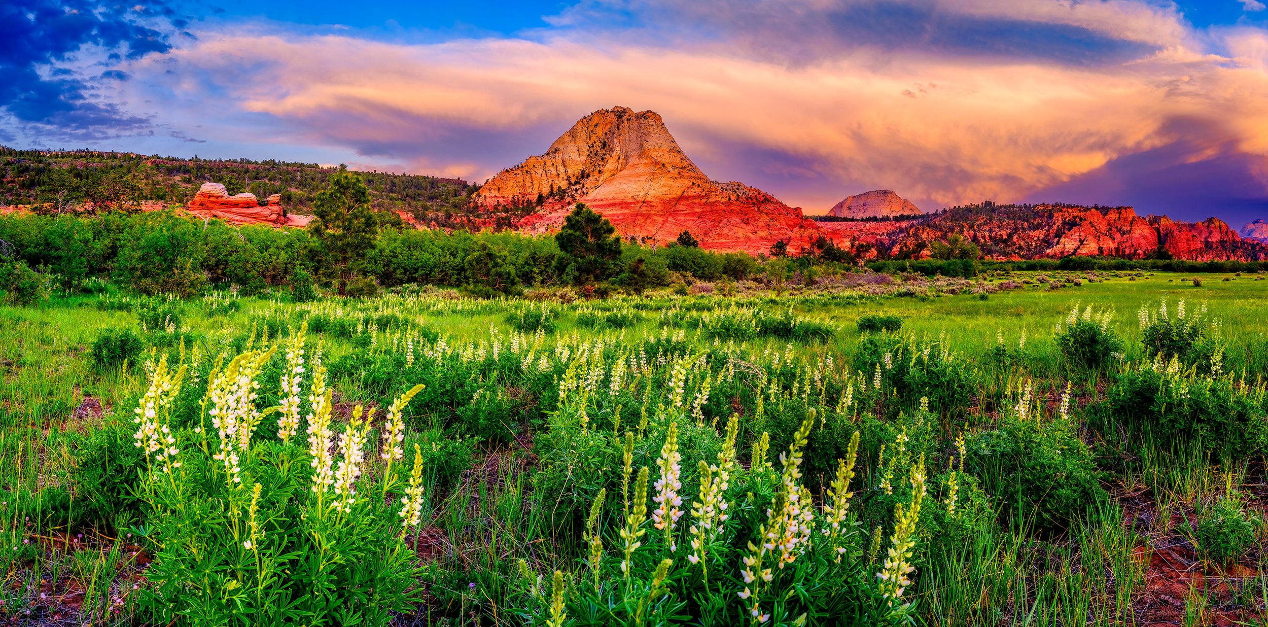lupines  by Edwin R Schottstaedt 