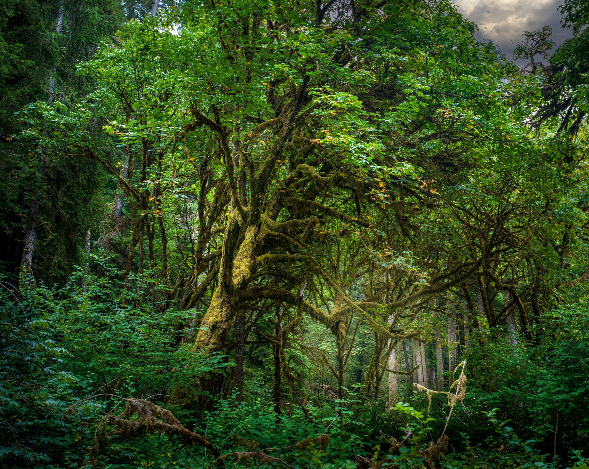Ca. Redwoods5 by Lar's Photos
