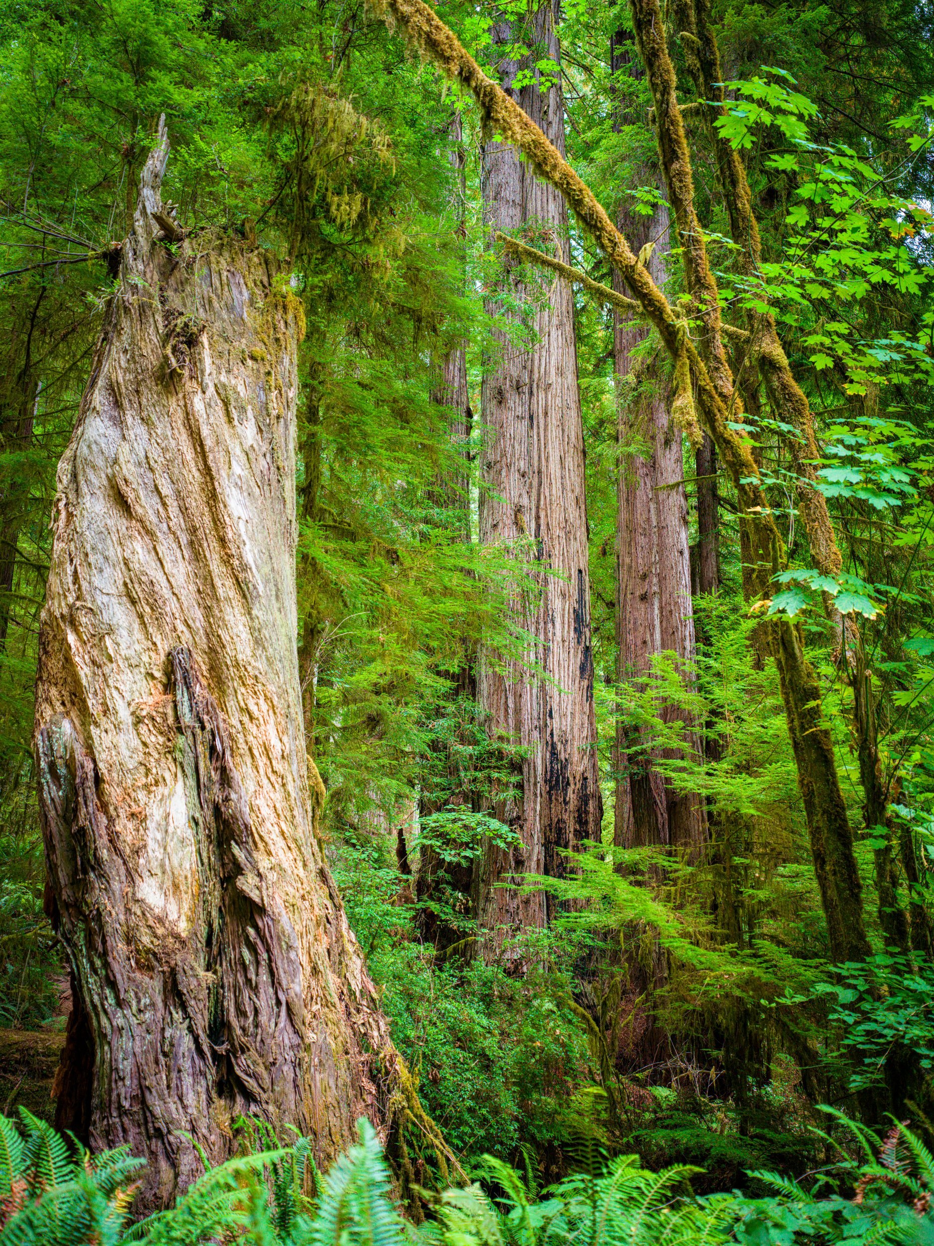 Ca. Redwood2 by Lar's Photos