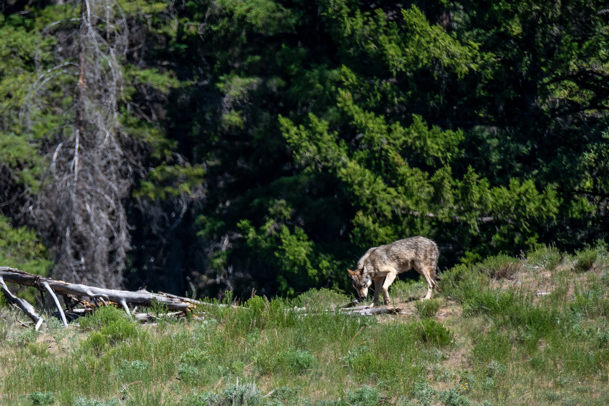 Lamar Valley Lone Wolf by Clay Cammack Photography