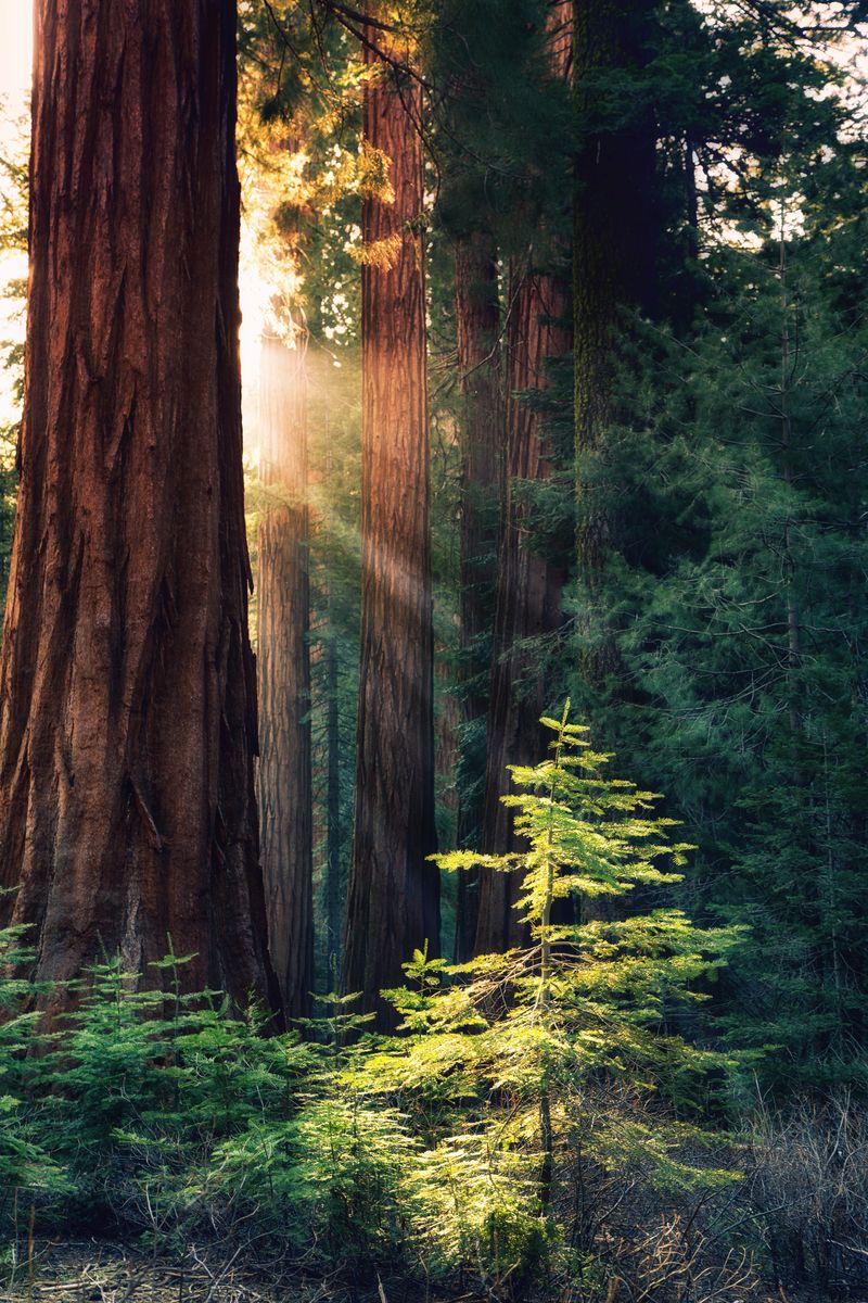 Through the Forest - 92018845