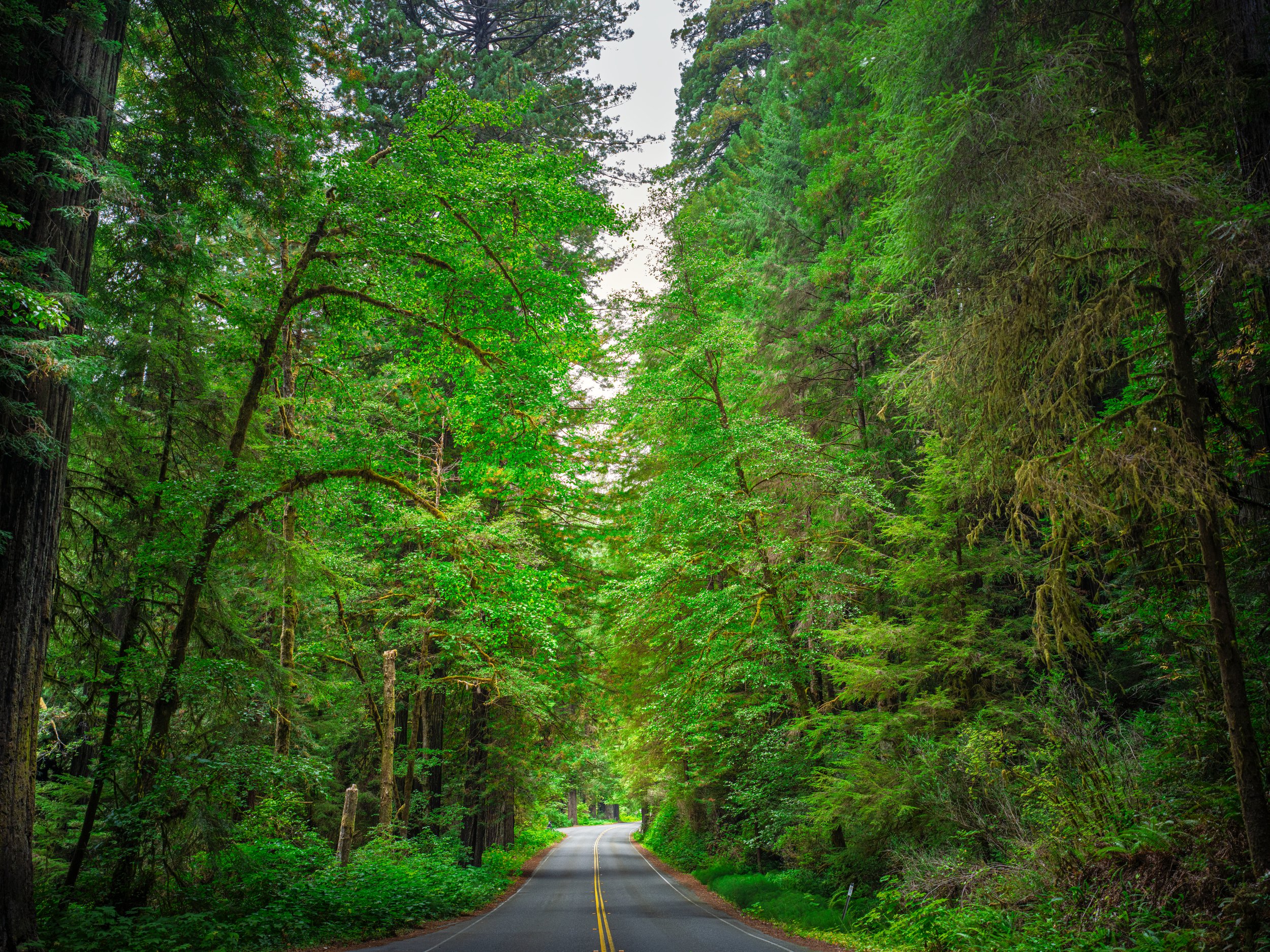 Ca. Redwood1 by Lar's Photos