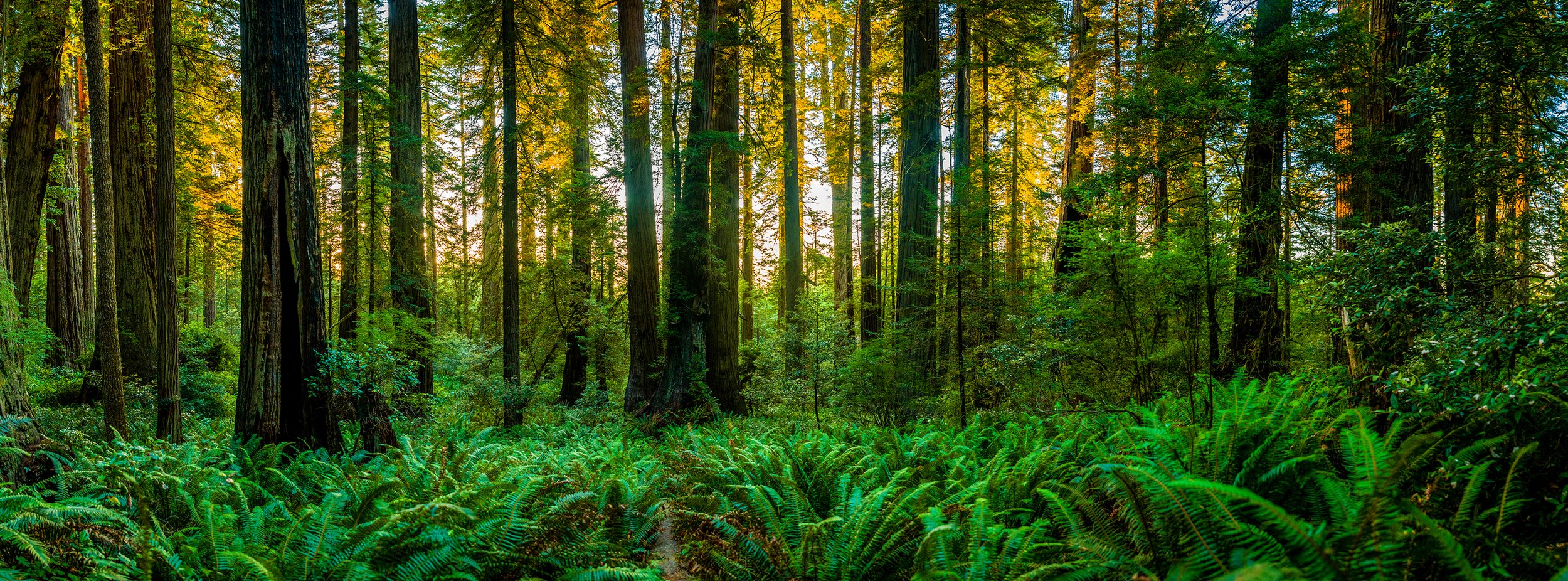 Redwood and Greenery by Utah Print Vault