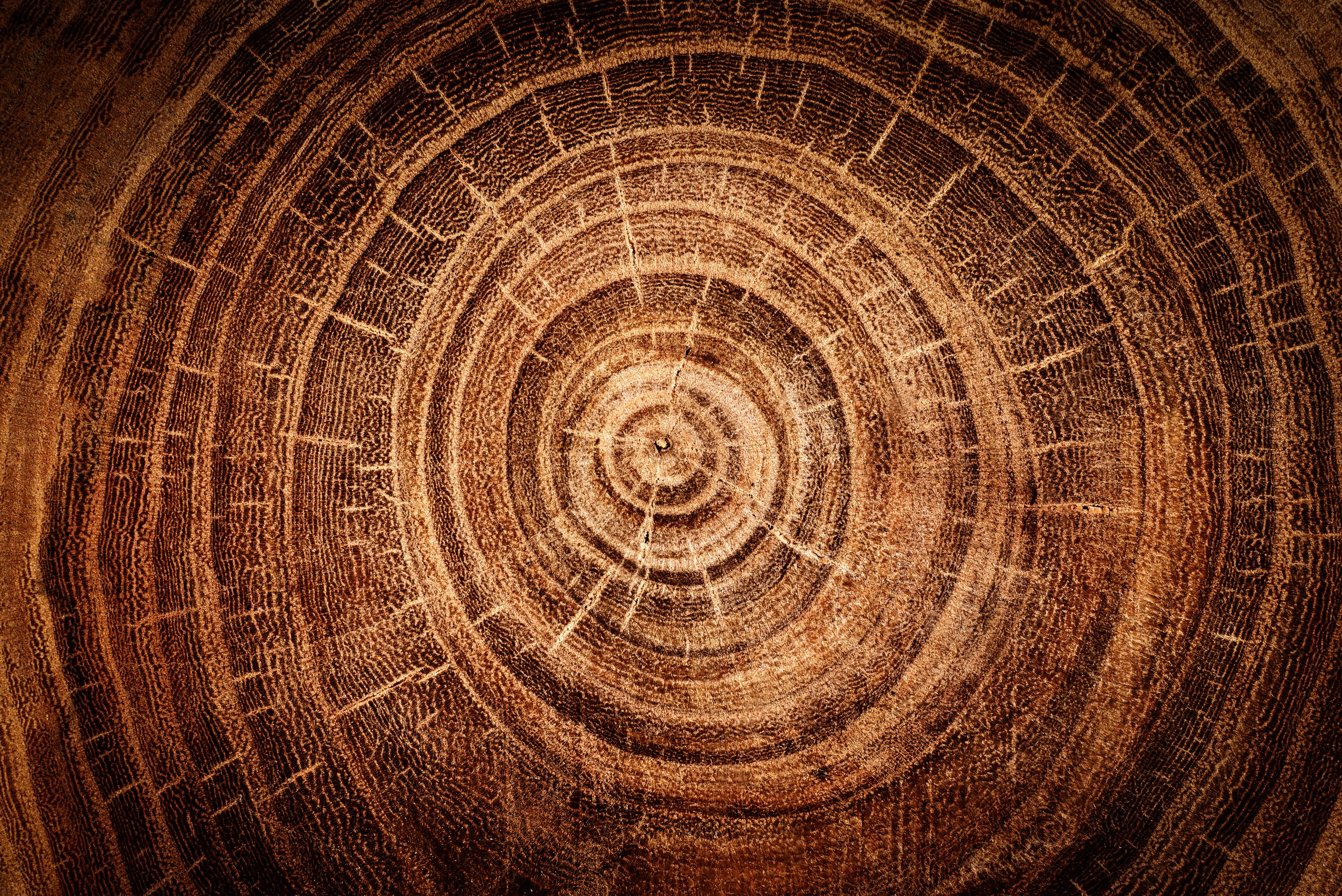 tree rings by Utah Print Vault