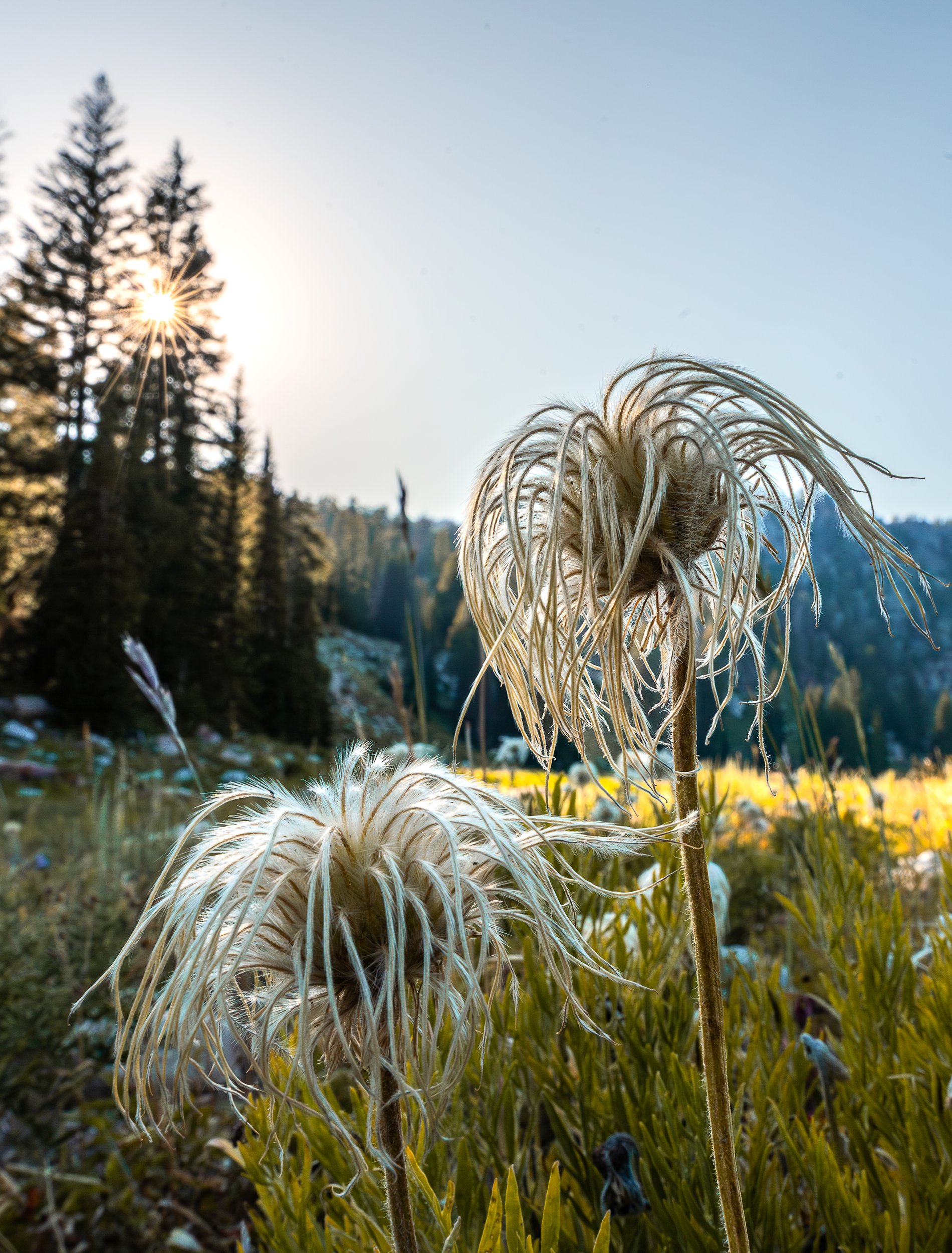 Real Life Dr. Seuss Plants by ZCC Photography