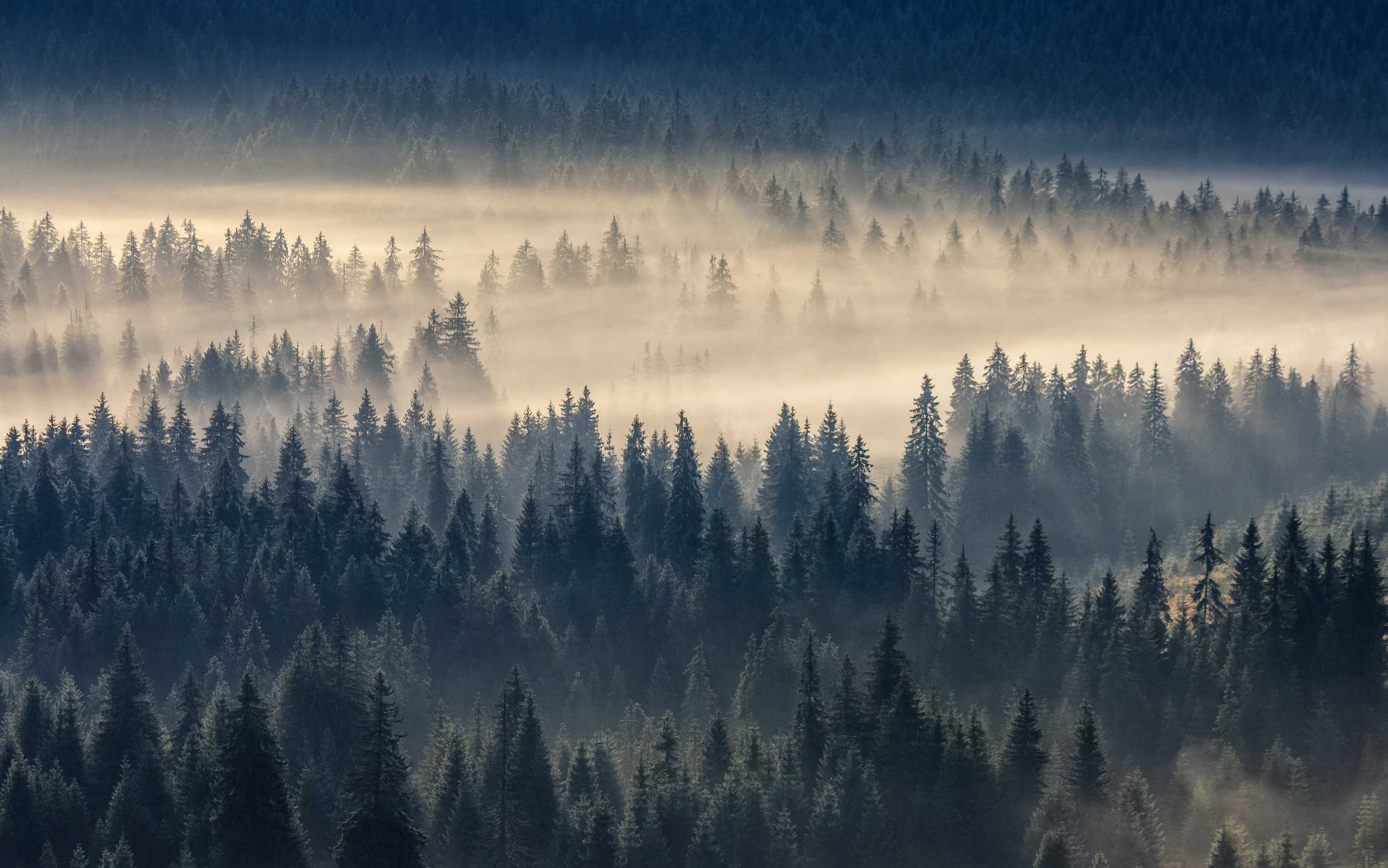Divine Pines by Utah Print Vault