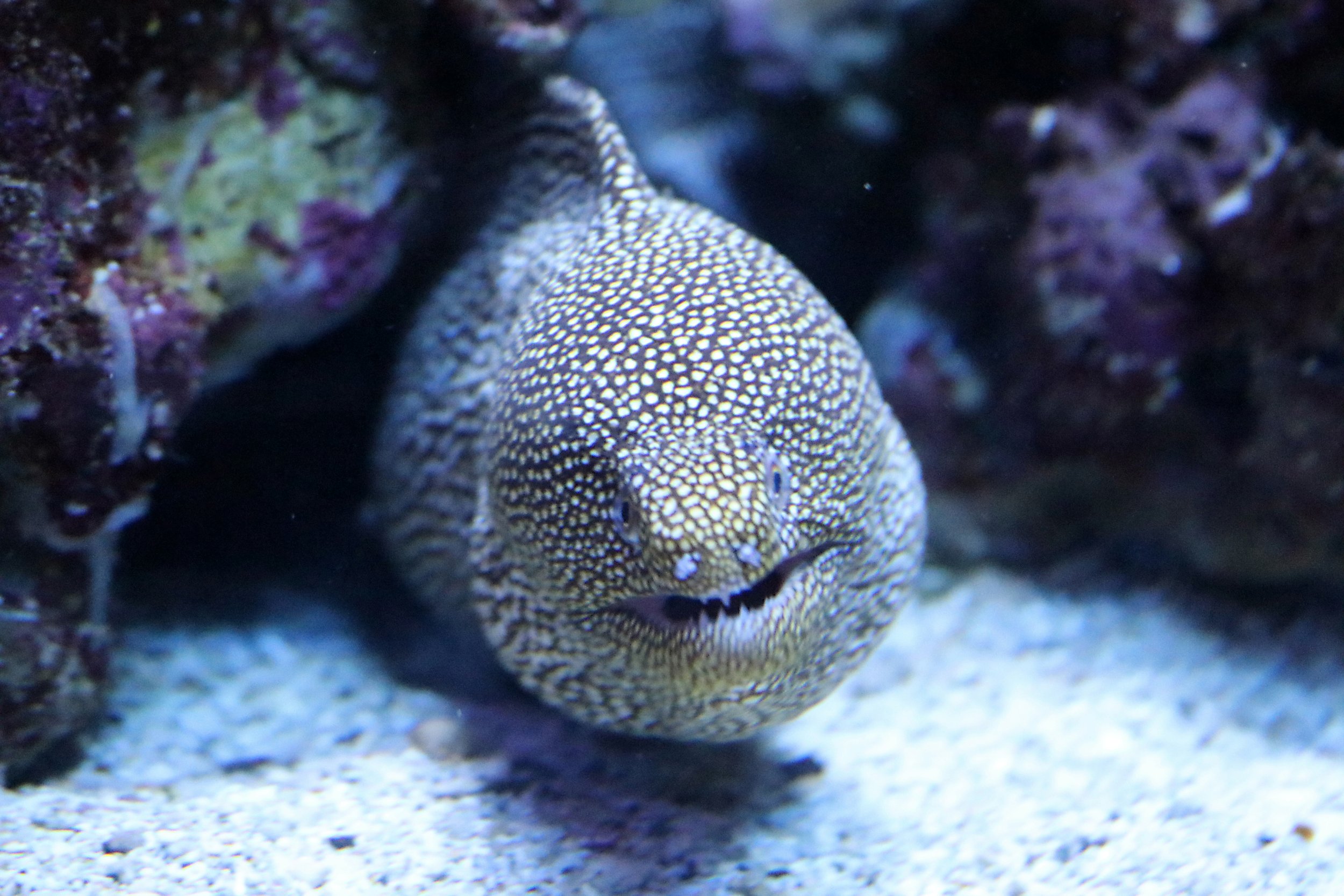Wildlife Aquarium 2 by Lar's Photos